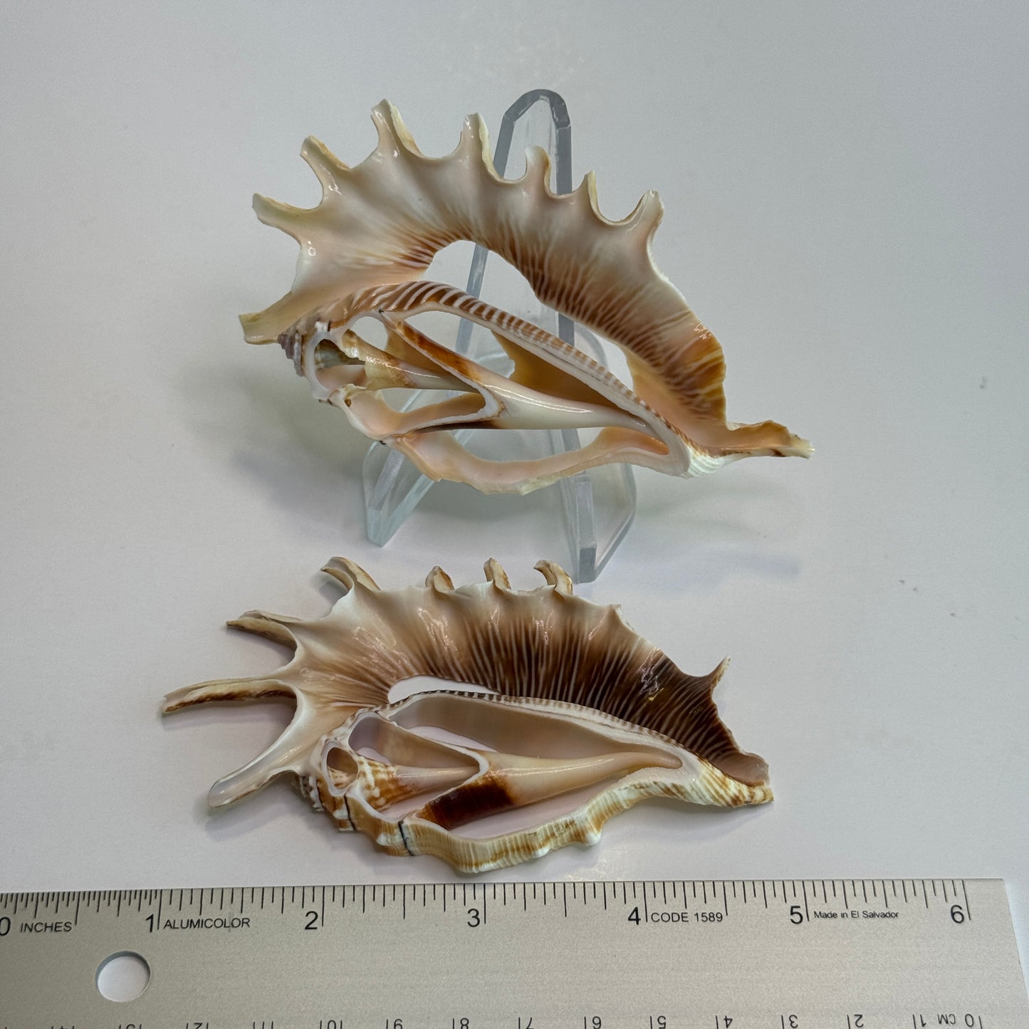 Lambis Millipeda Cut Shells for larger Crafts, Display Shells, Beautifully Cut Shells, Lambis Shells