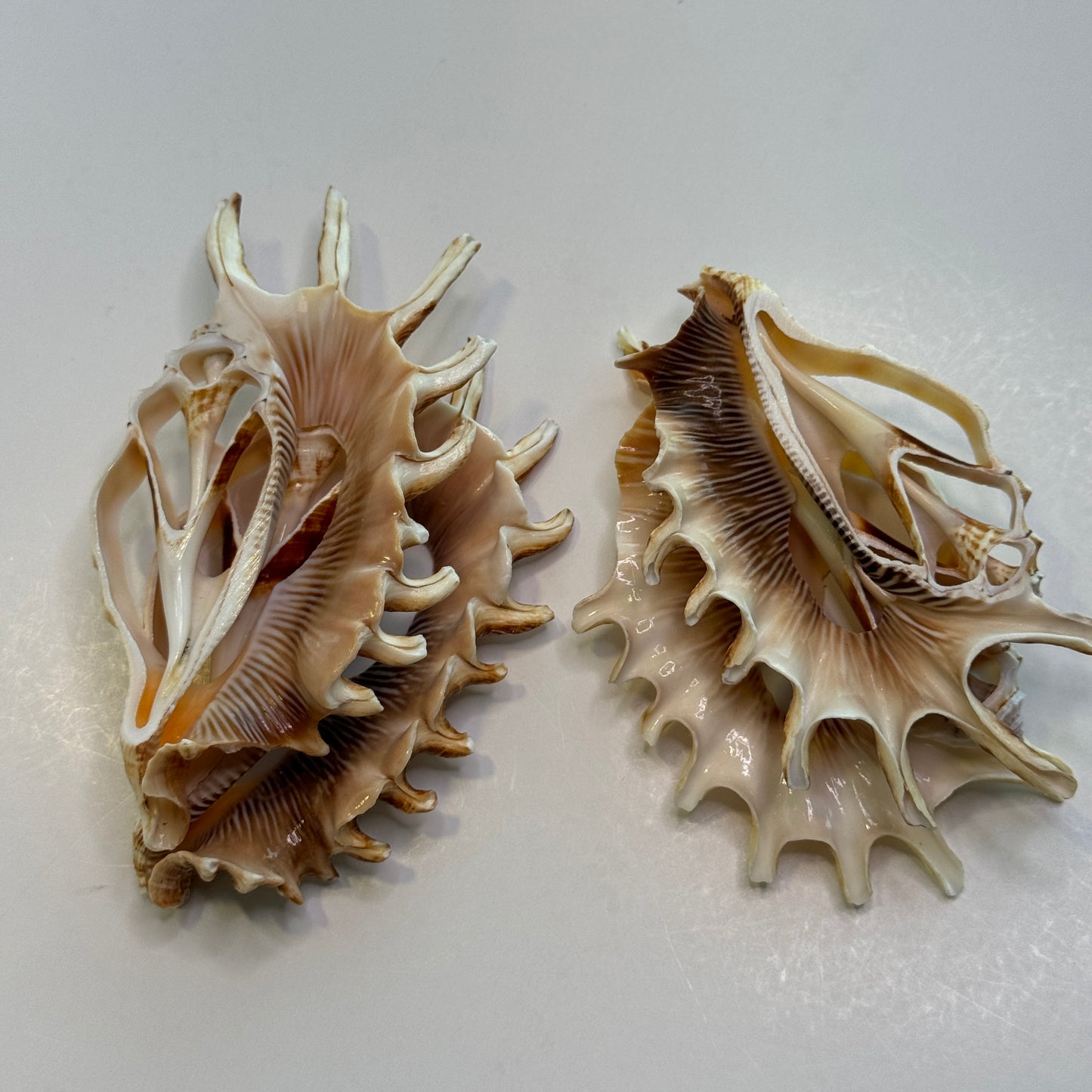 Lambis Millipeda Cut Shells for larger Crafts, Display Shells, Beautifully Cut Shells, Lambis Shells