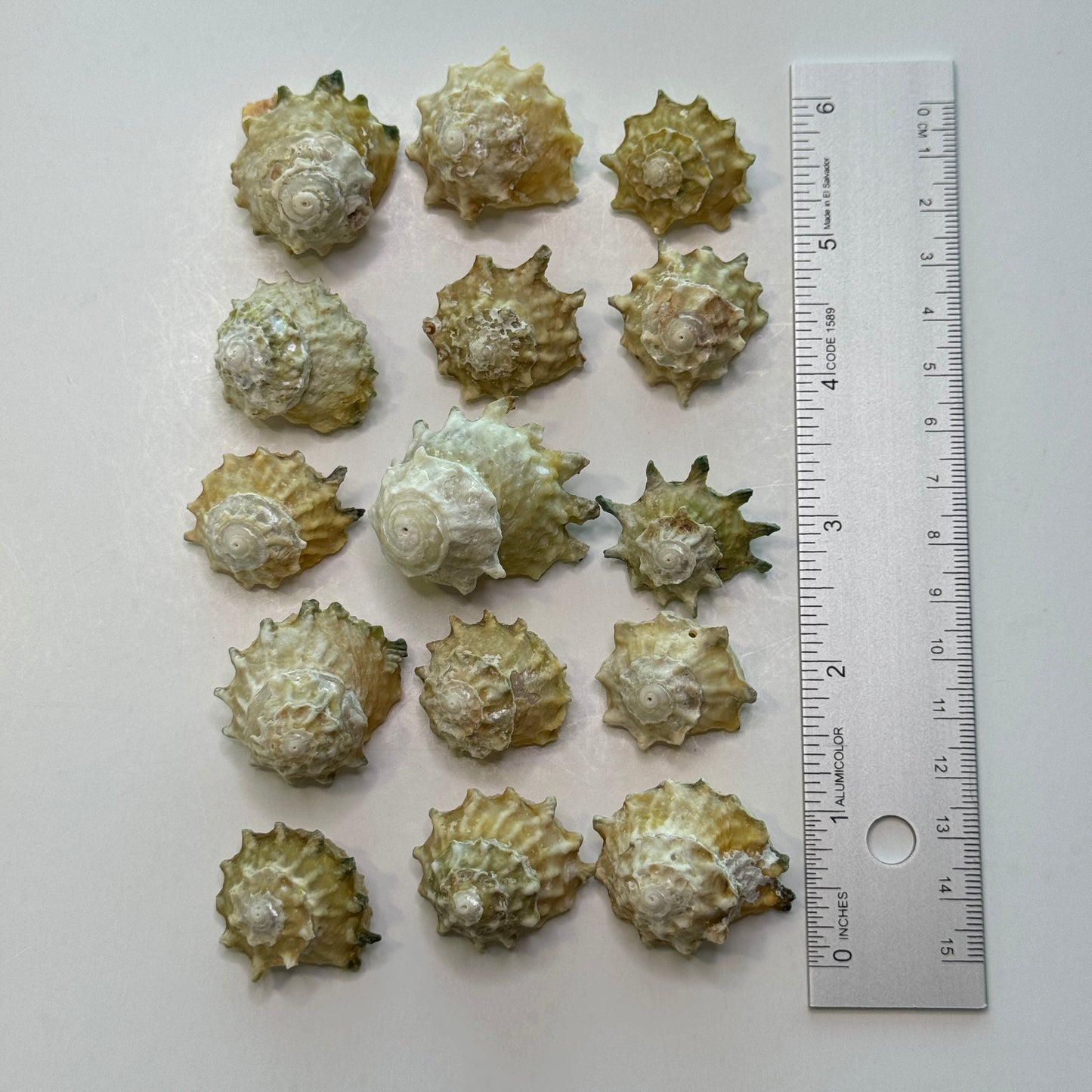 Pale Green Stars, Astrea Calcar Shells, Green Shells for crafting, Spikey rough textured Stars