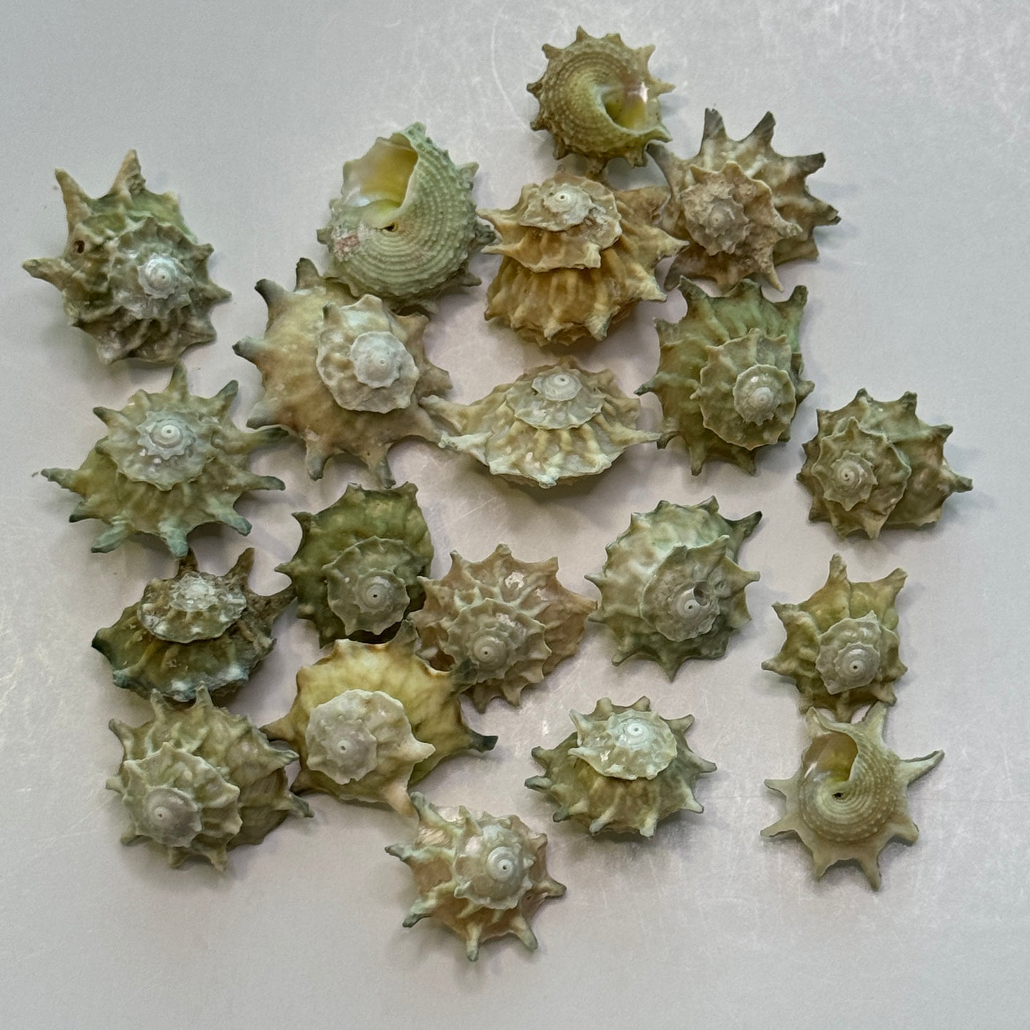 Pale Green Stars, Astrea Calcar Shells, Green Shells for crafting, Spikey rough textured Stars