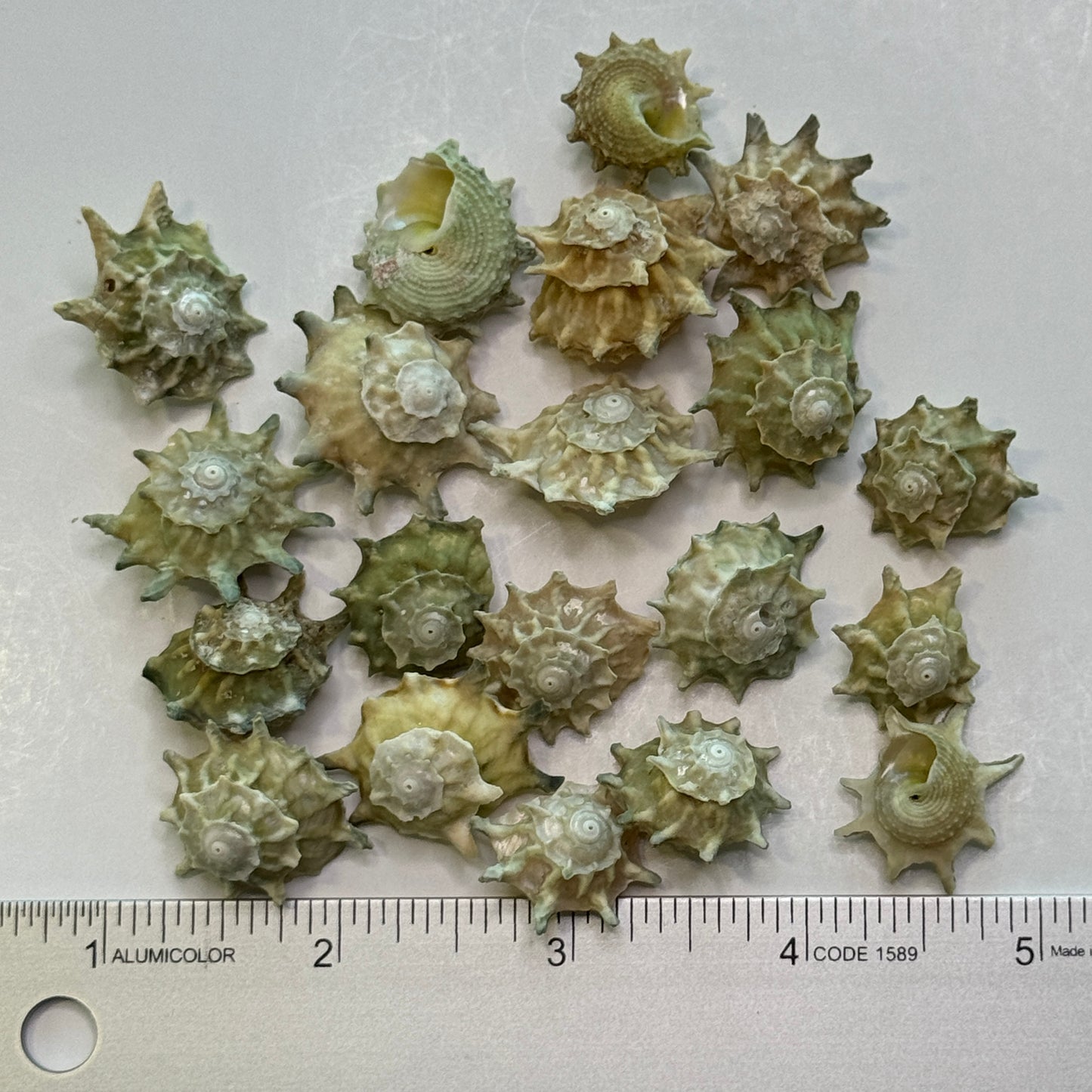 Pale Green Stars, Astrea Calcar Shells, Green Shells for crafting, Spikey rough textured Stars