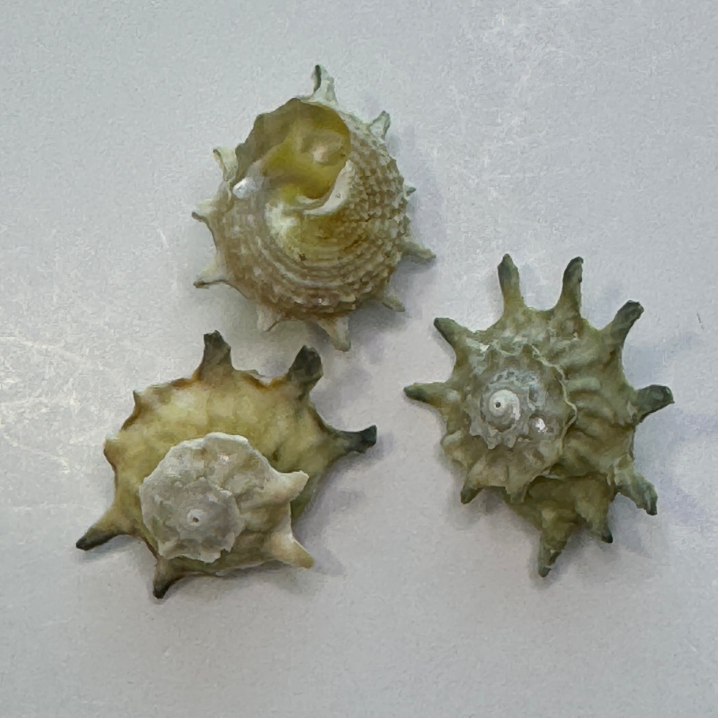 Pale Green Stars, Astrea Calcar Shells, Green Shells for crafting, Spikey rough textured Stars