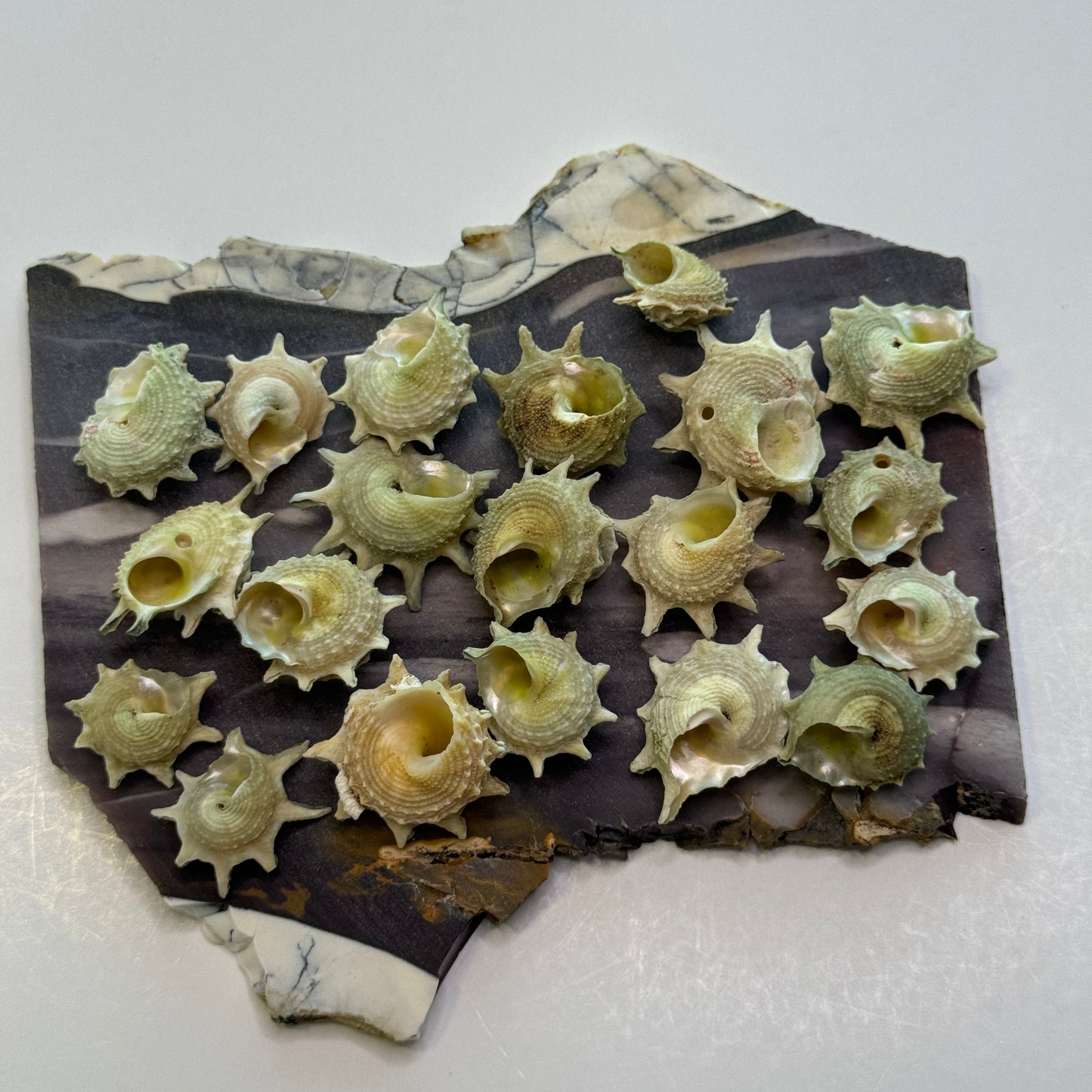 Pale Green Stars, Astrea Calcar Shells, Green Shells for crafting, Spikey rough textured Stars