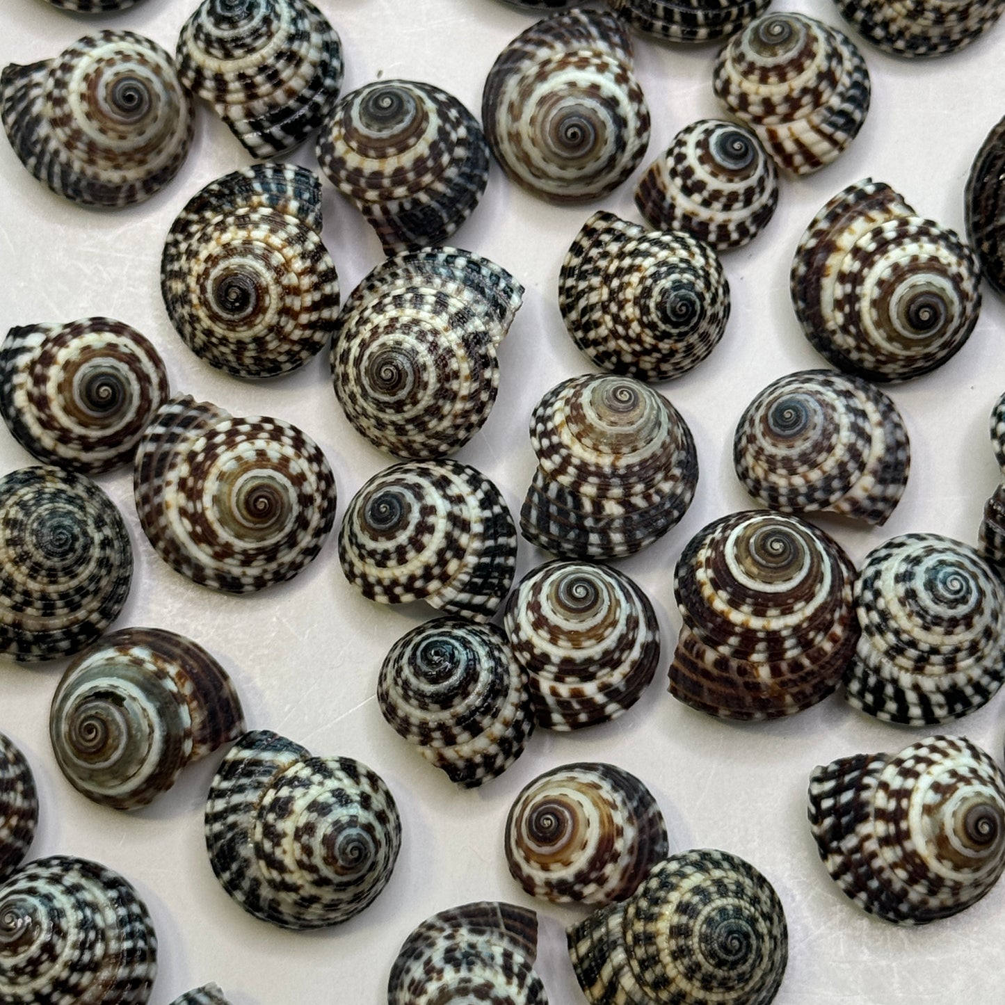 Heliacus Variegatus, Black & White variegated Sundial Shells, Depressed Sundial, Small Crafting Shells