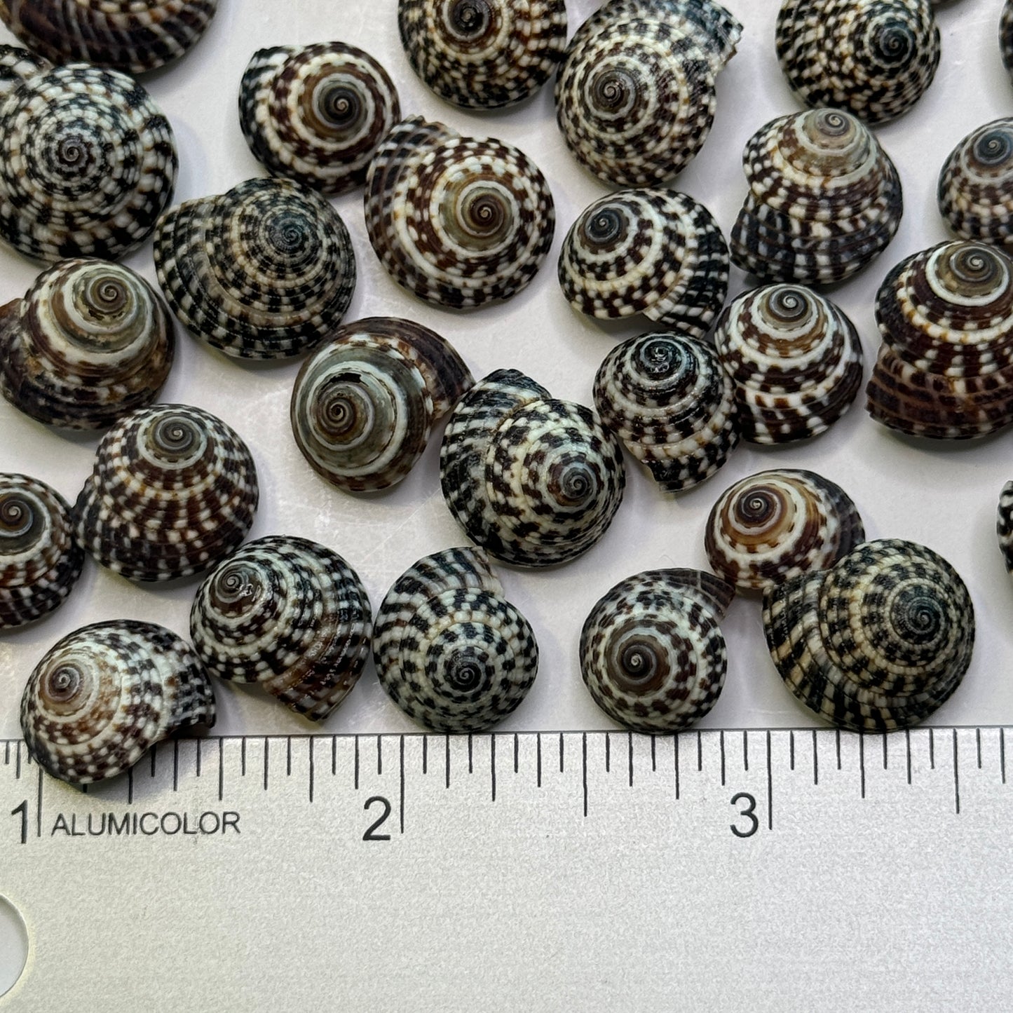 Heliacus Variegatus, Black & White variegated Sundial Shells, Depressed Sundial, Small Crafting Shells