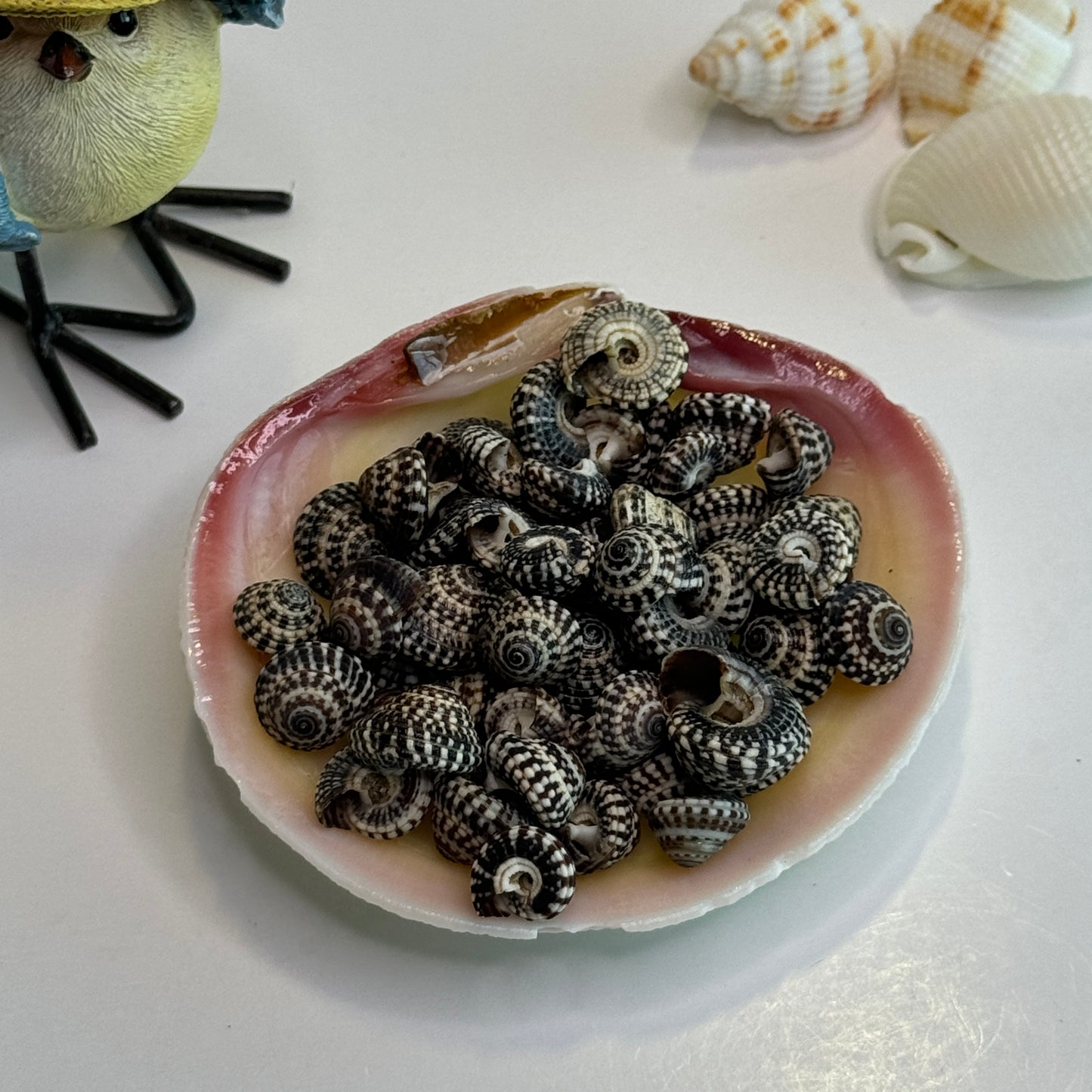 Heliacus Variegatus, Black & White variegated Sundial Shells, Depressed Sundial, Small Crafting Shells