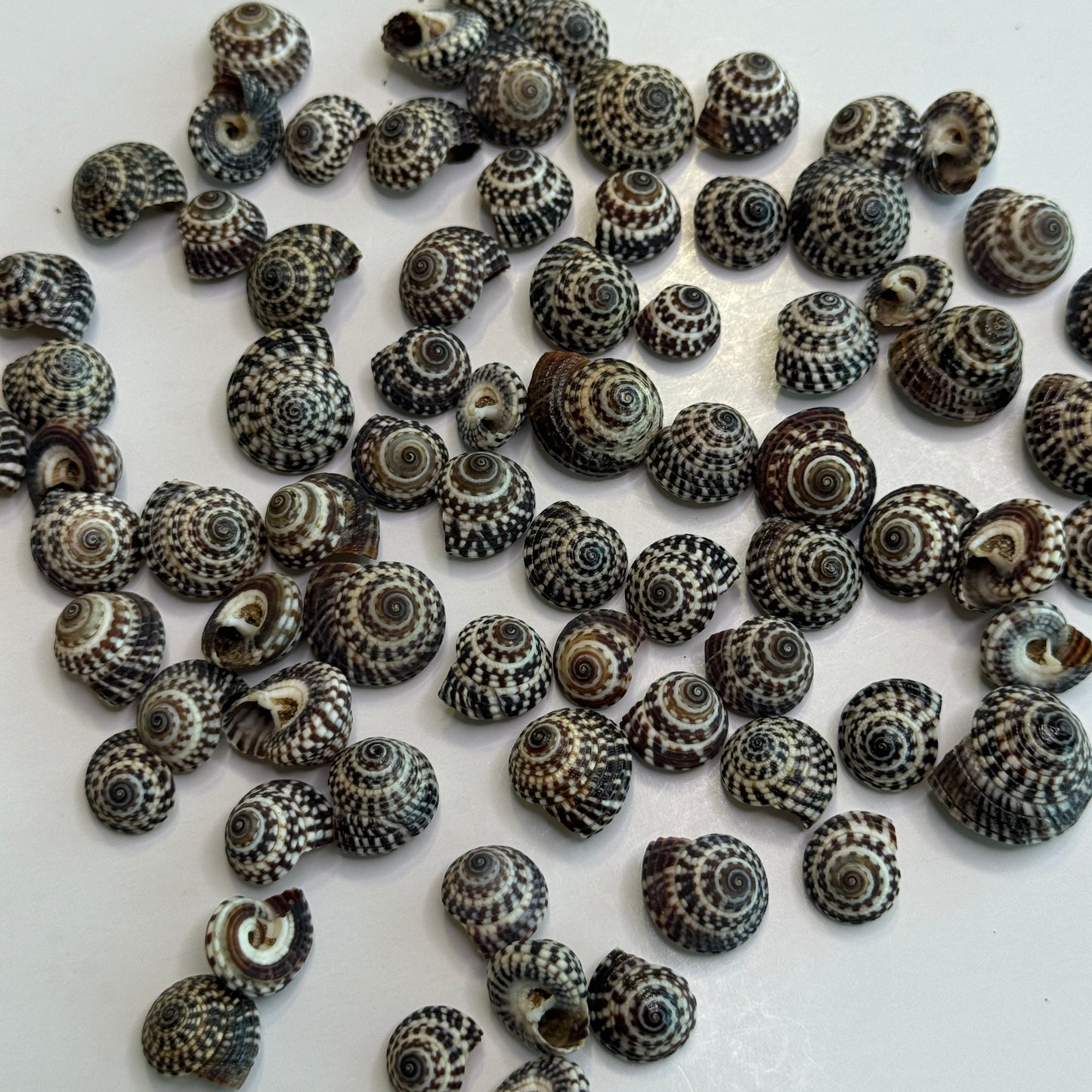 Heliacus Variegatus, Black & White variegated Sundial Shells, Depressed Sundial, Small Crafting Shells