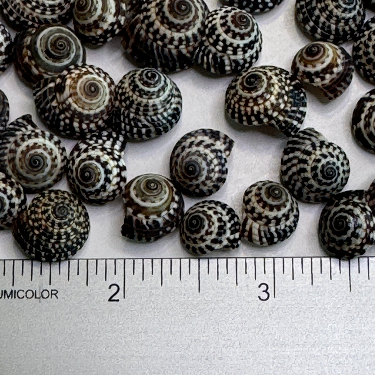 Heliacus Variegatus, Black & White variegated Sundial Shells, Depressed Sundial, Small Crafting Shells