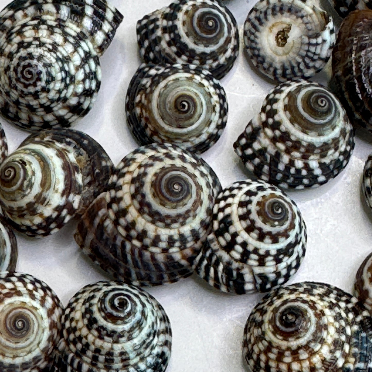 Heliacus Variegatus, Black & White variegated Sundial Shells, Depressed Sundial, Small Crafting Shells