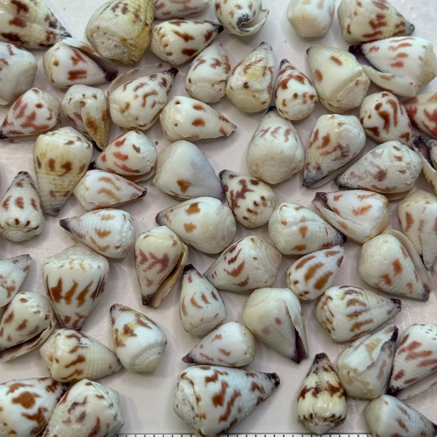 Small-Sponsalis Hawaiian cones, chestnut & white geometric pattern, small approx. 3/4-1", Hawaiian seahell  cones for crafting