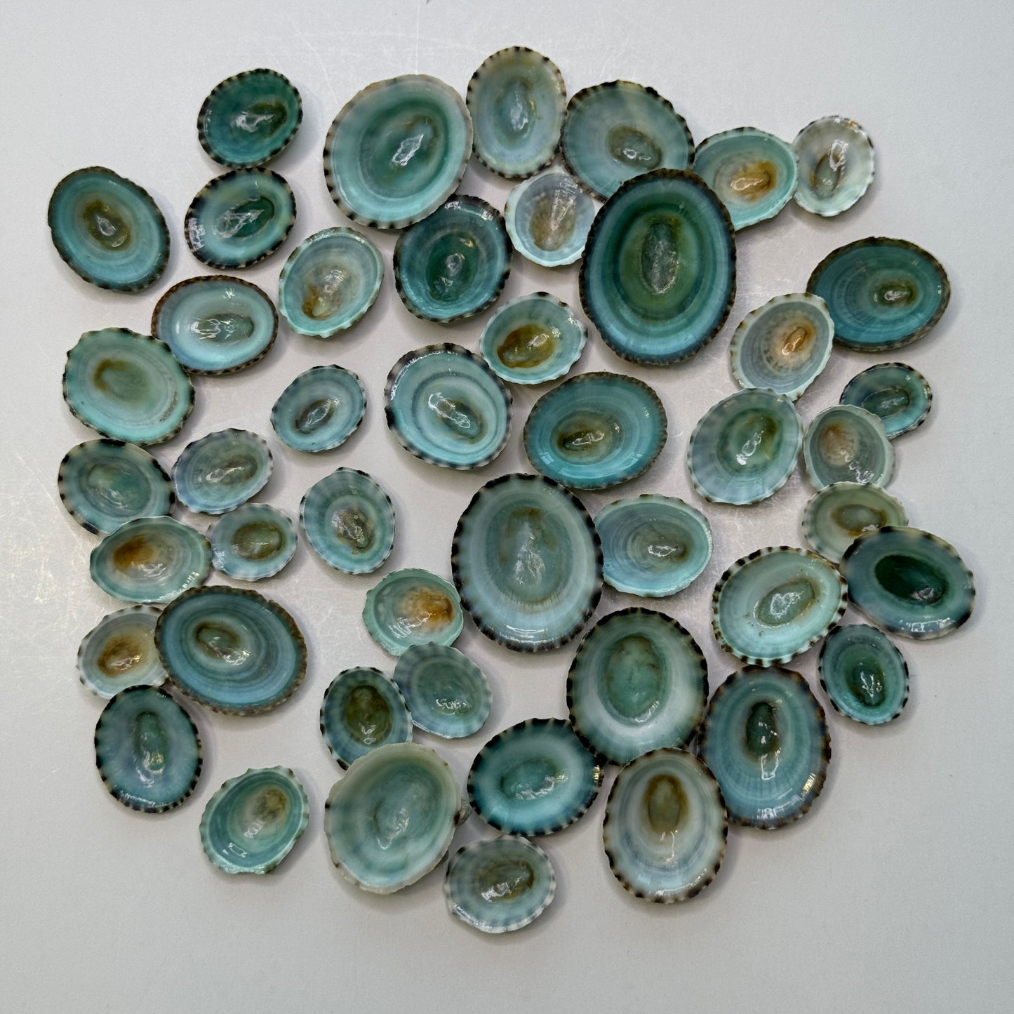 Blue-Green Limpets, Beautiful Limpet Shells, Striking natural blue-green color looks stunning in your Arts & Crafts