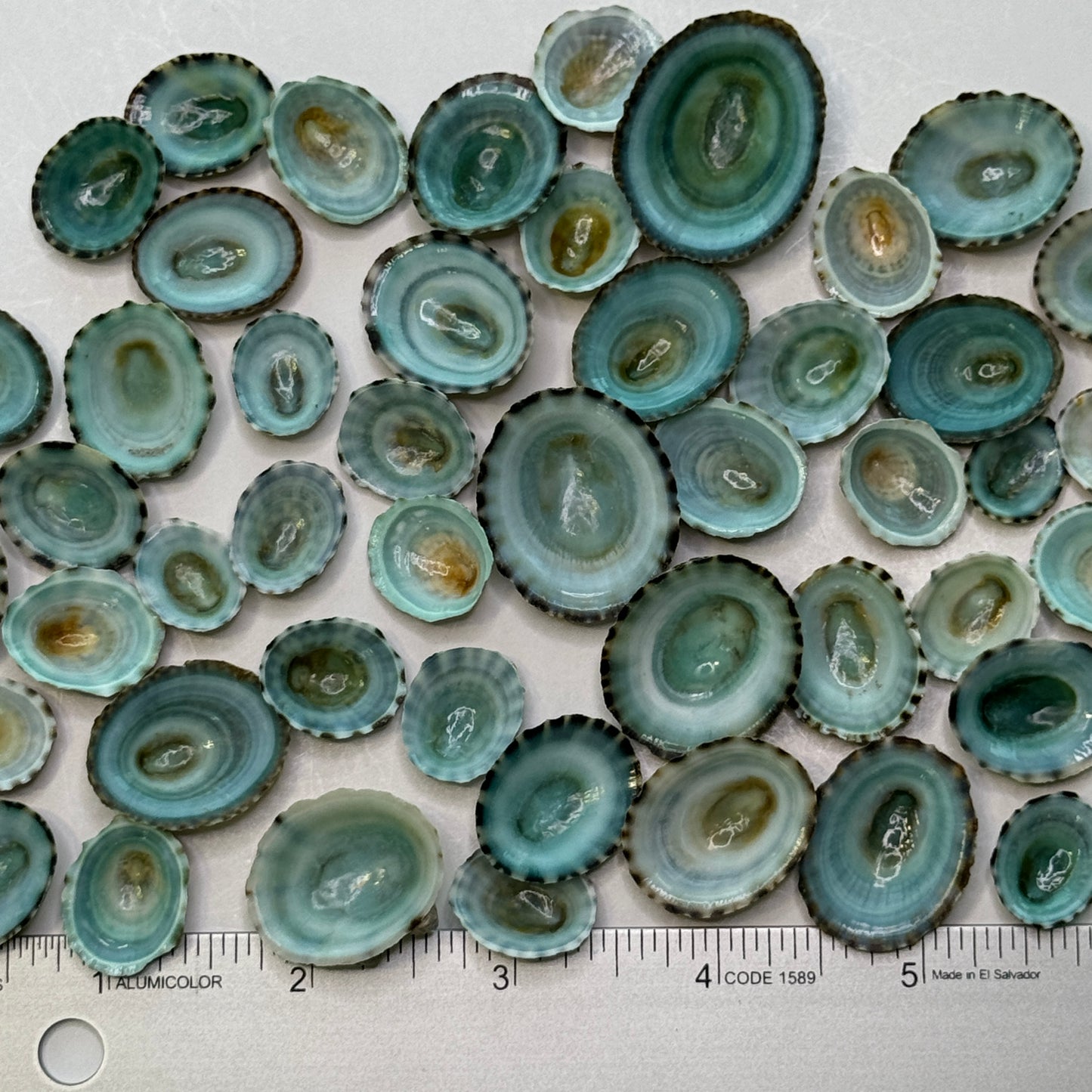 Blue-Green Limpets, Beautiful Limpet Shells, Striking natural blue-green color looks stunning in your Arts & Crafts