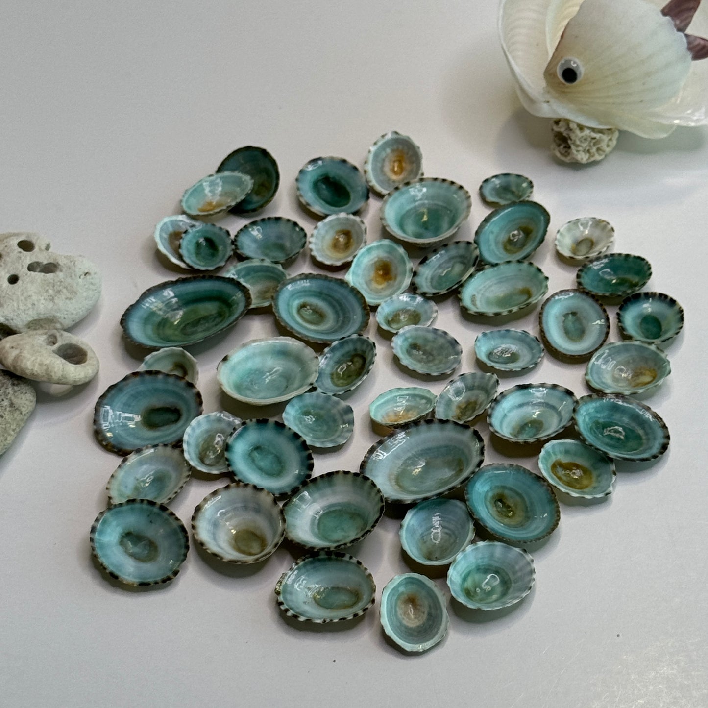 Blue-Green Limpets, Beautiful Limpet Shells, Striking natural blue-green color looks stunning in your Arts & Crafts