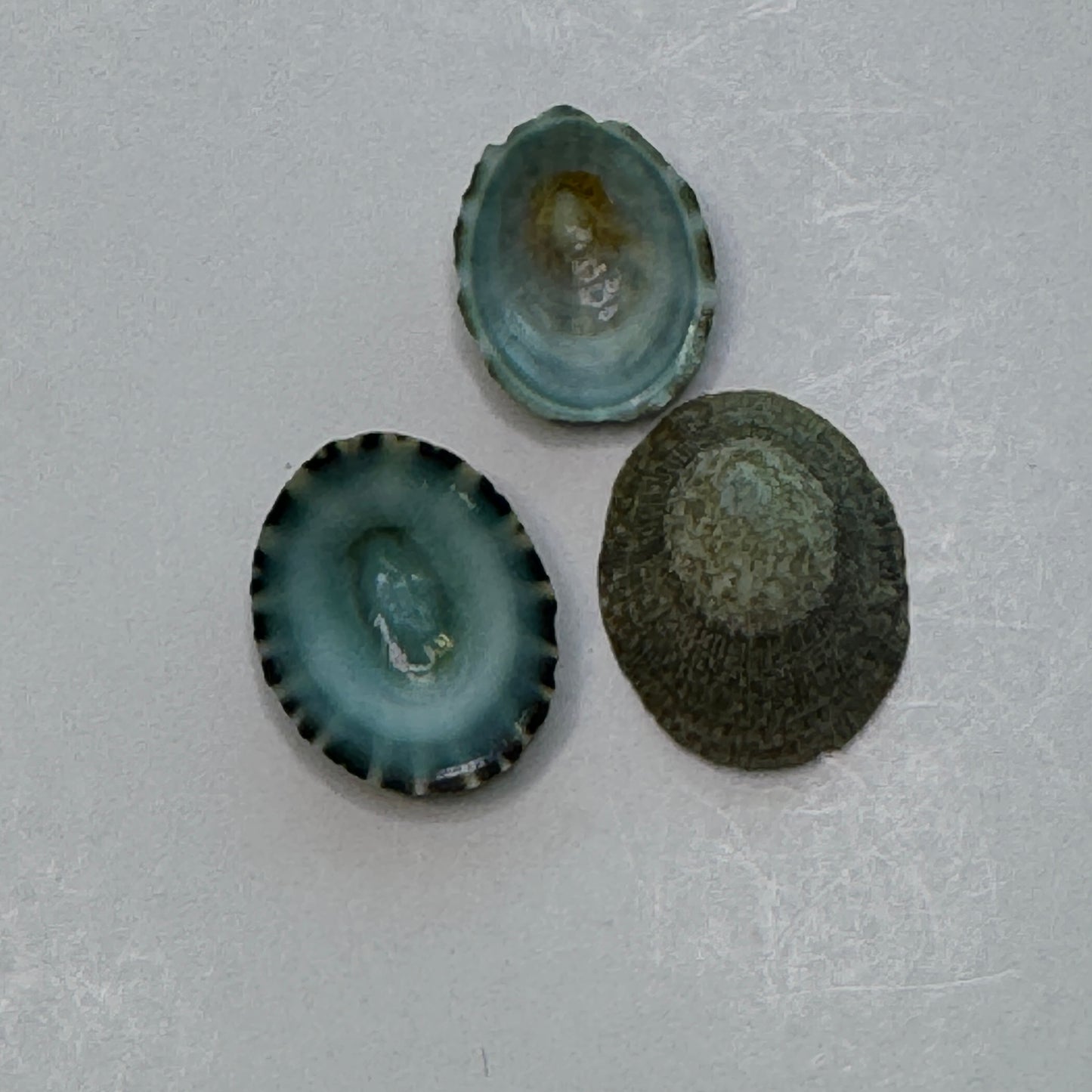 Blue-Green Limpets, Beautiful Limpet Shells, Striking natural blue-green color looks stunning in your Arts & Crafts