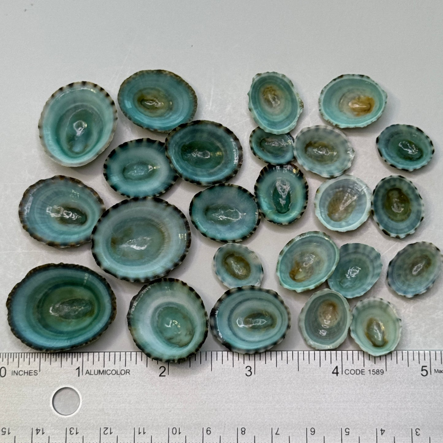 Blue-Green Limpets, Beautiful Limpet Shells, Striking natural blue-green color looks stunning in your Arts & Crafts