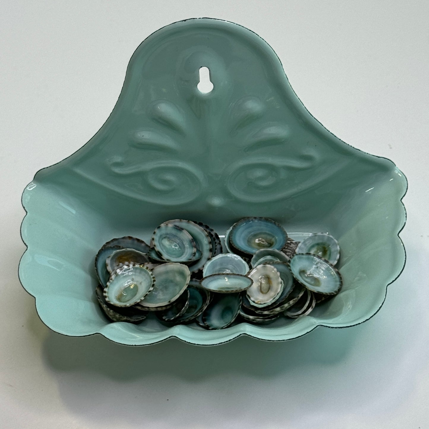 Blue-Green Limpets, Beautiful Limpet Shells, Striking natural blue-green color looks stunning in your Arts & Crafts