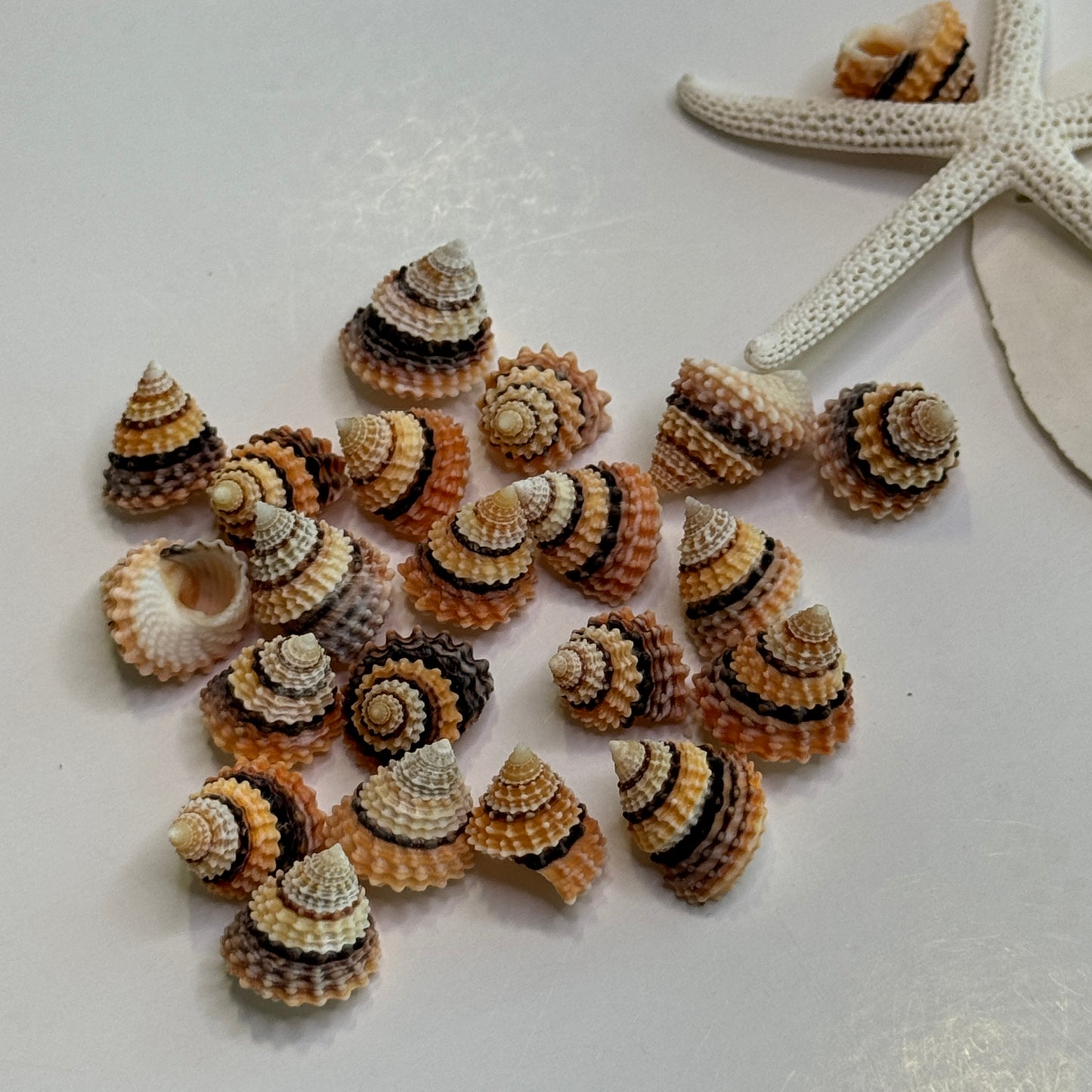 Pretty Cream Tops, Beaded Prickly Winkles, Small Shells for Crafts & Shell Art, Create with Shells