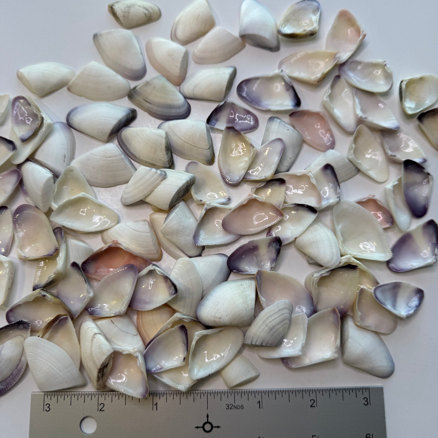 Giant Violet & White Coquina Clam Shells, Donax Variabilis, Shells for Crafts, Large Coquina Shells