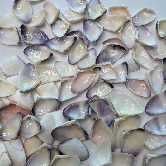 Giant Violet & White Coquina Clam Shells, Donax Variabilis, Shells for Crafts, Large Coquina Shells