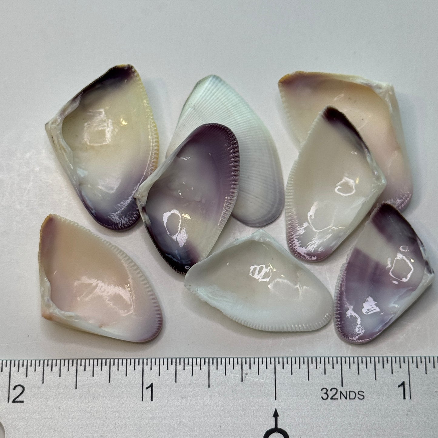 Giant Violet & White Coquina Clam Shells, Donax Variabilis, Shells for Crafts, Large Coquina Shells