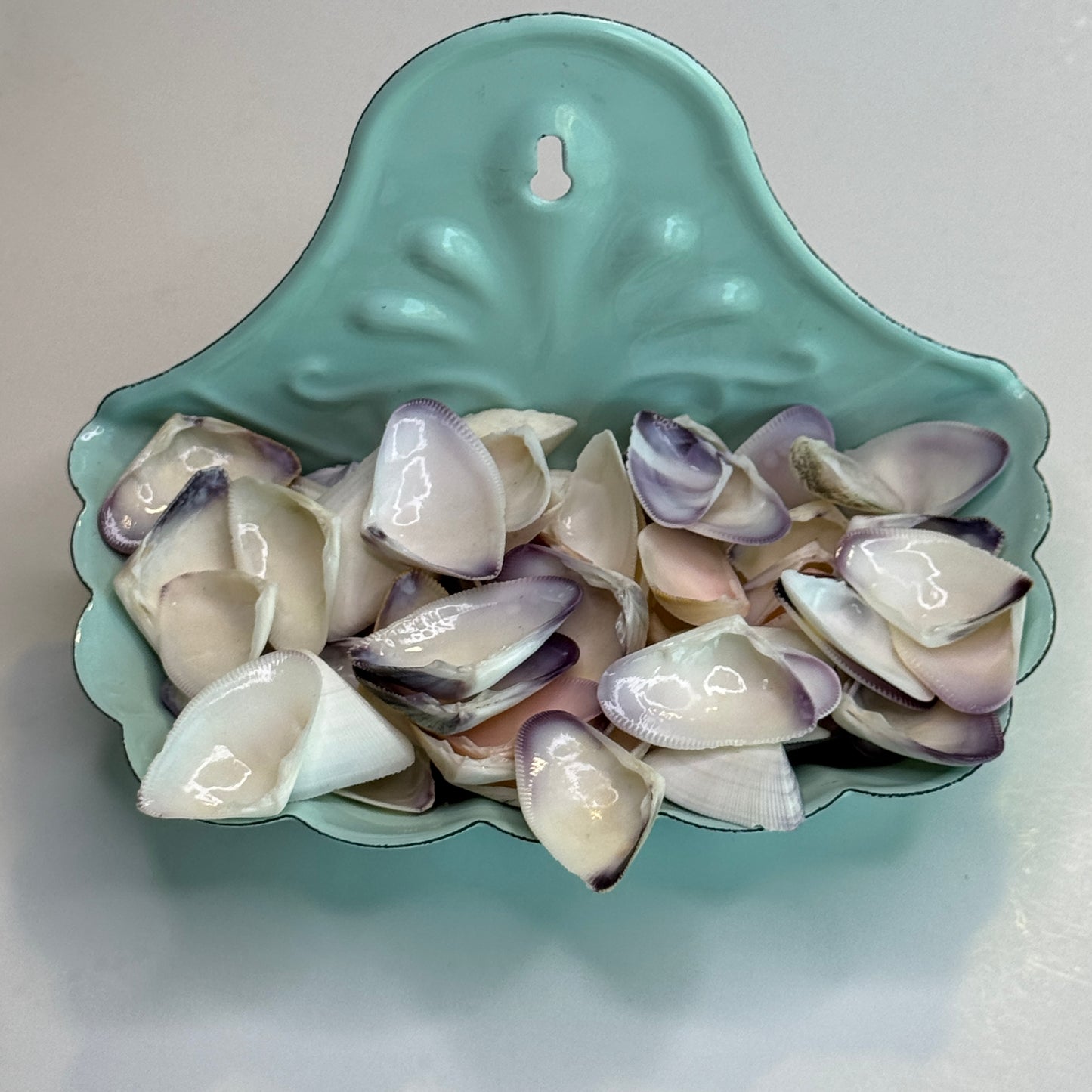 Giant Violet & White Coquina Clam Shells, Donax Variabilis, Shells for Crafts, Large Coquina Shells