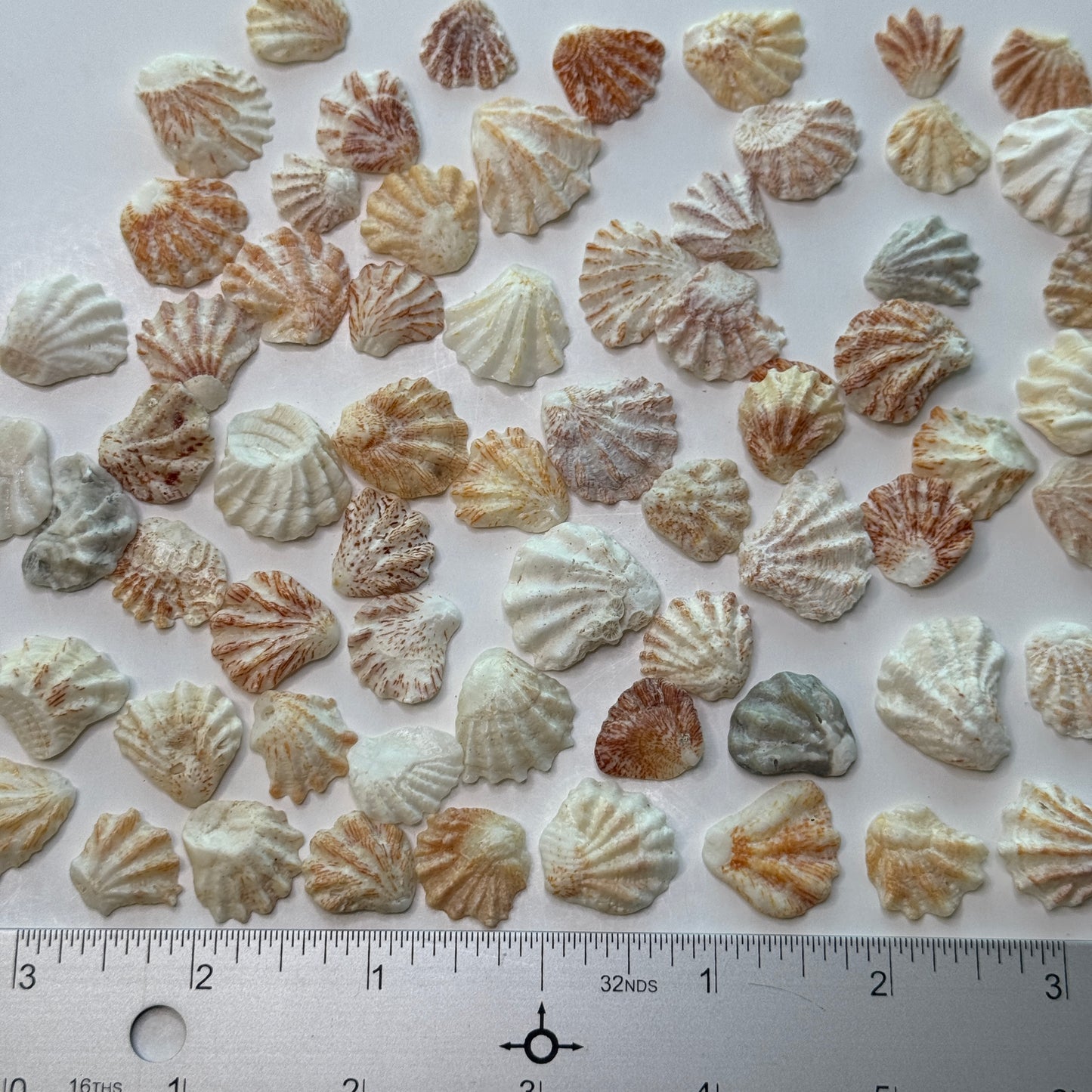 Atlantic Kitten Paws, Pretty Florida Kitten Paws, Shells for Crafts, Small Local Shells, Shell Supply