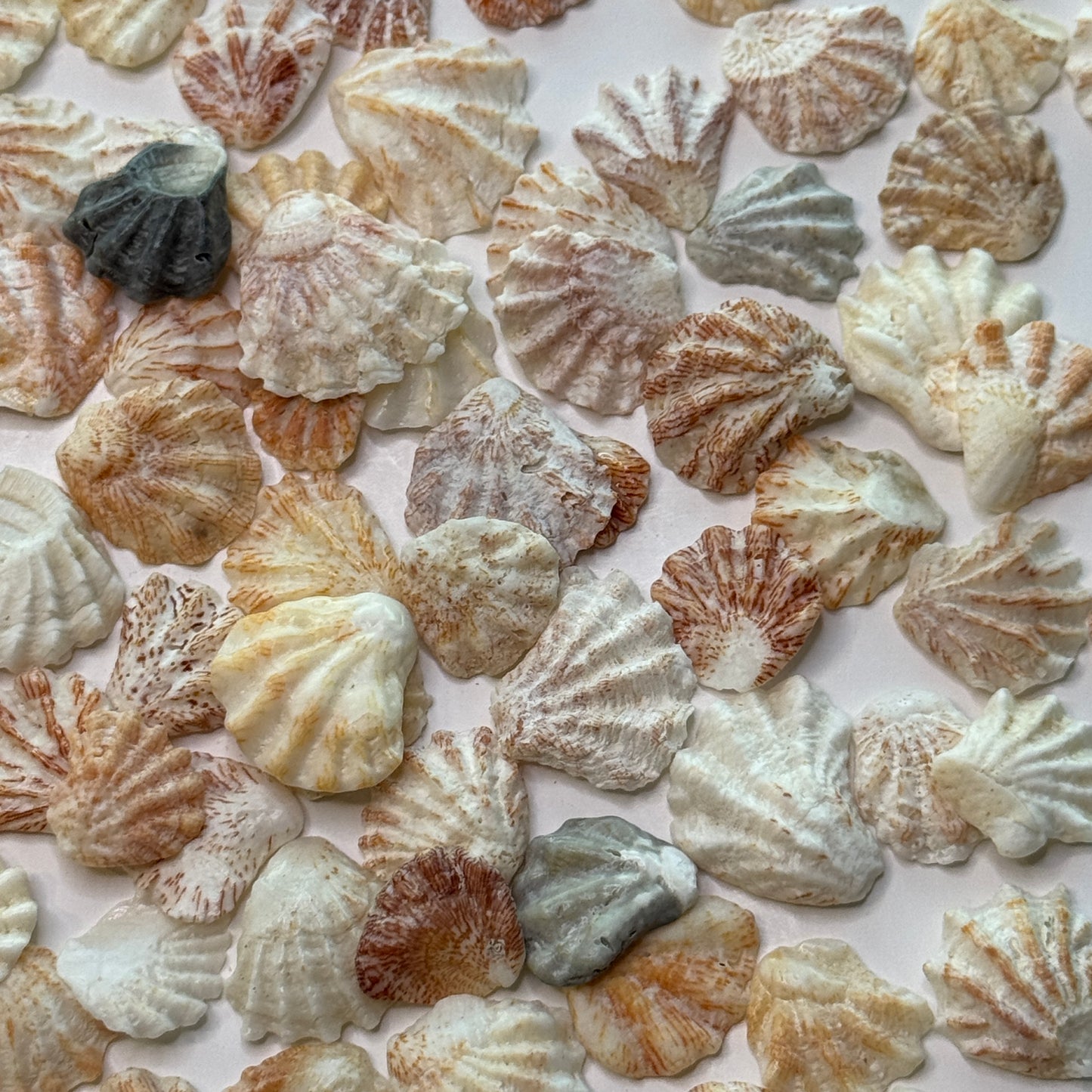 Atlantic Kitten Paws, Pretty Florida Kitten Paws, Shells for Crafts, Small Local Shells, Shell Supply