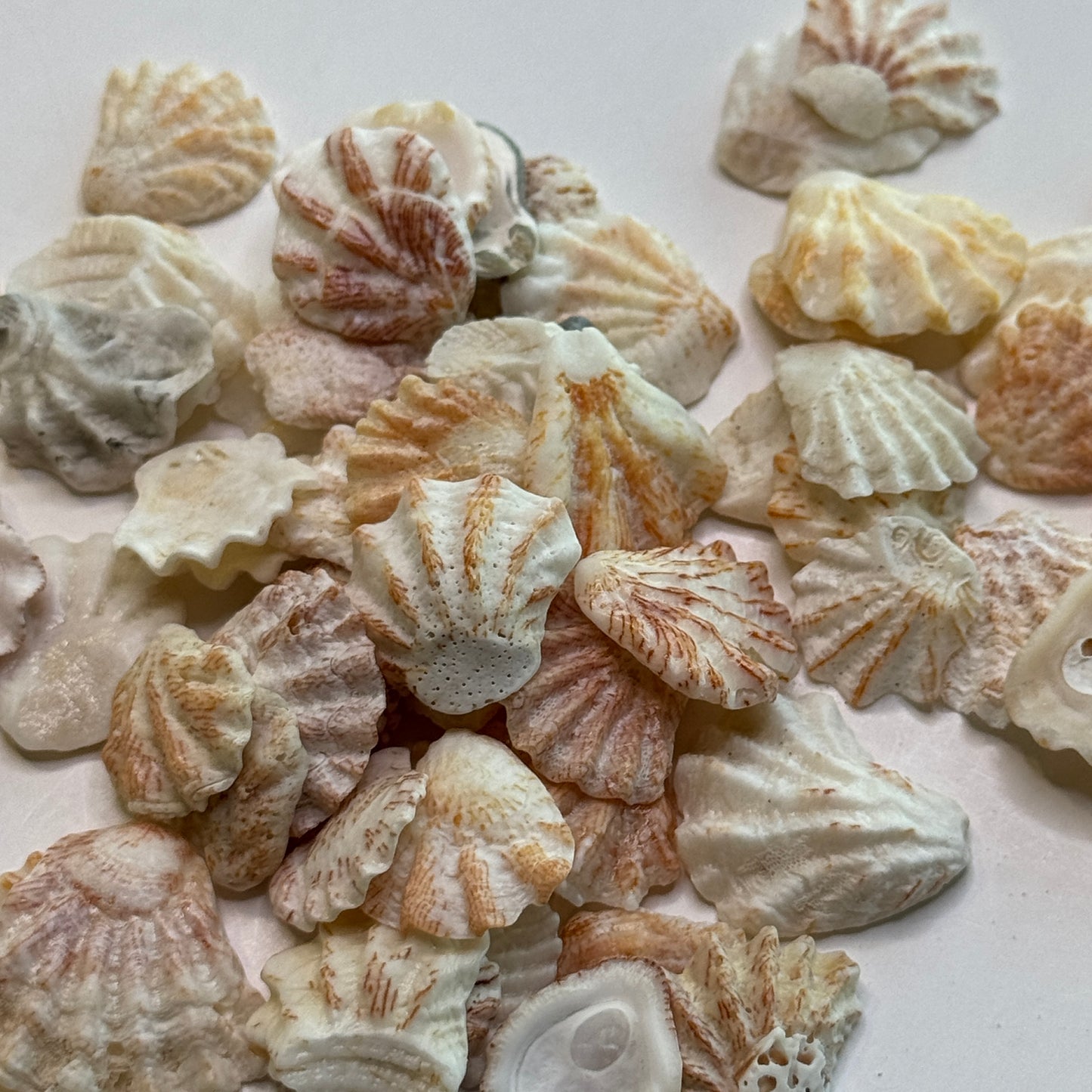 Atlantic Kitten Paws, Pretty Florida Kitten Paws, Shells for Crafts, Small Local Shells, Shell Supply