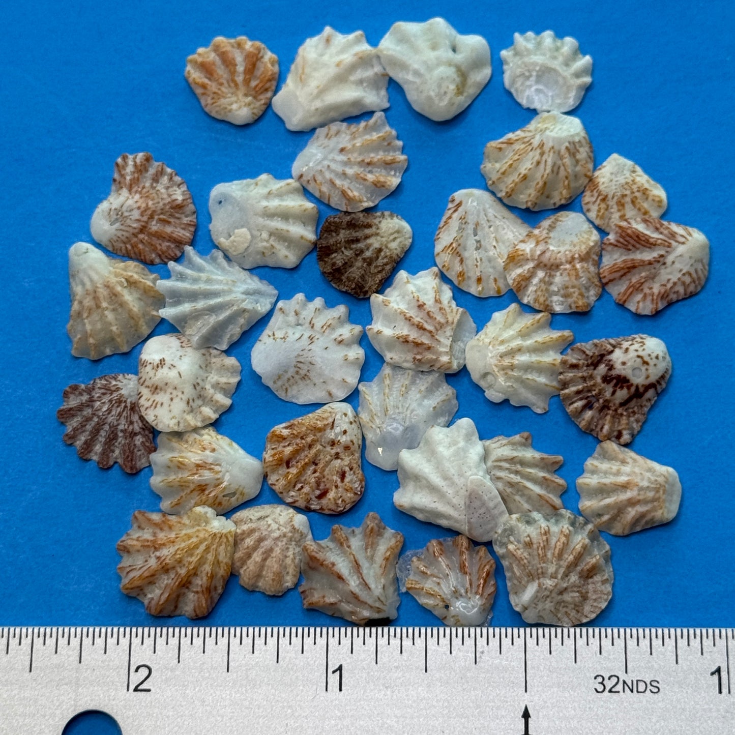 Atlantic Kitten Paws, Pretty Florida Kitten Paws, Shells for Crafts, Small Local Shells, Shell Supply