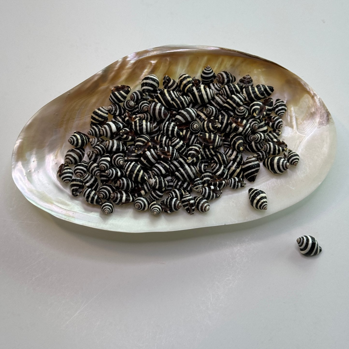 Bumble Bee, Engina shells, (Engina mendicaria), small shells for crafts, Shell supplies