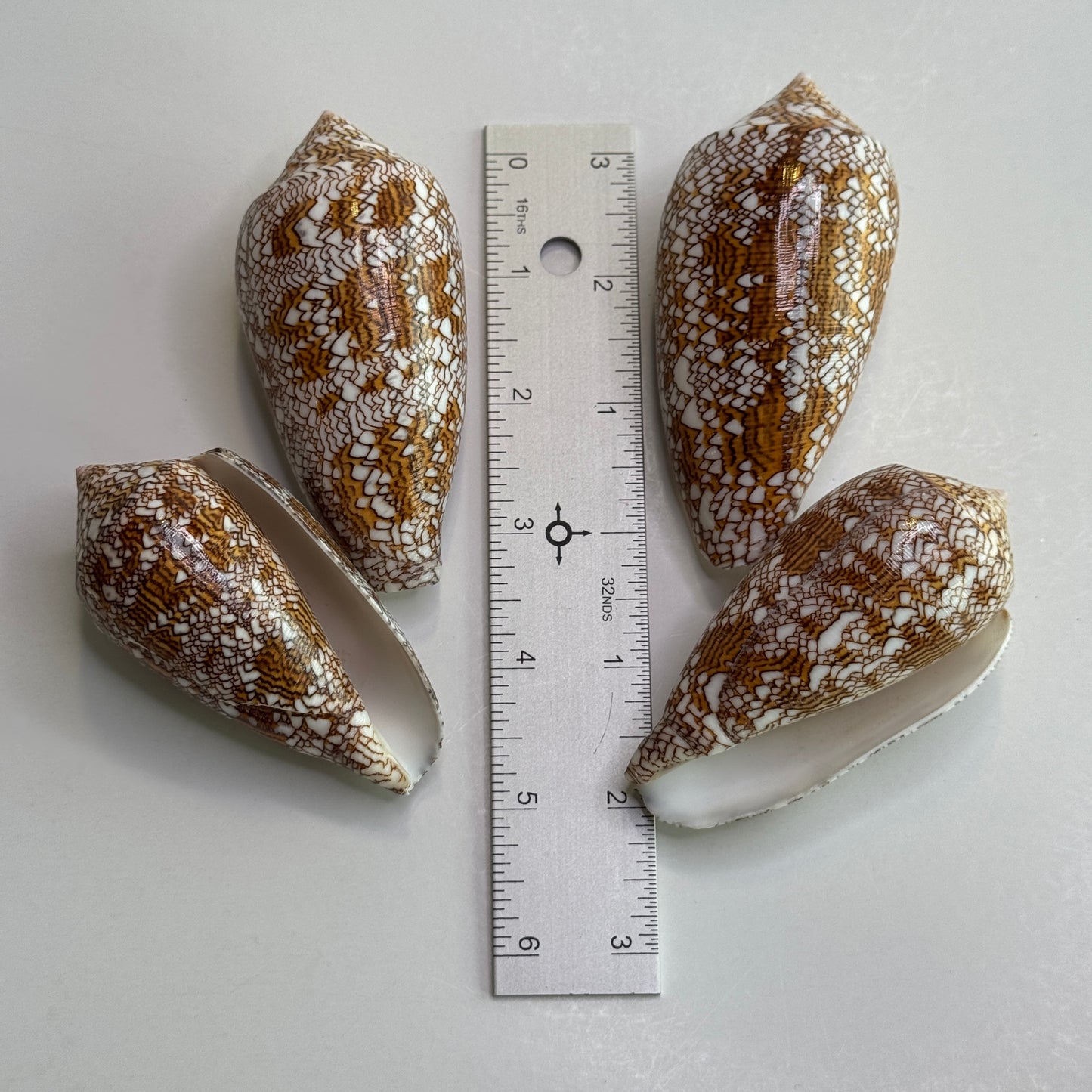 3"+ Textile Cones, XL Conus Textile, Shells for Display and Collectors, XL Seashell Cones