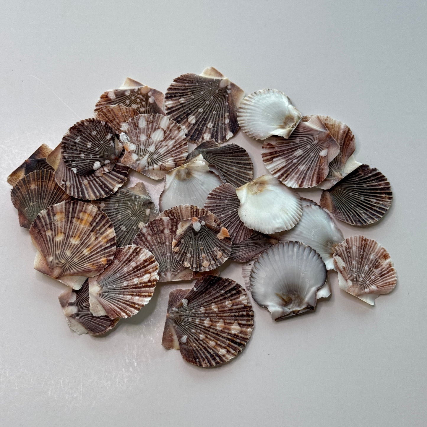 Pecten Pyxidata Flat Scallop Shells, Pixie Cup Scallops, Flat Shells for Crafts, Scallop Shells