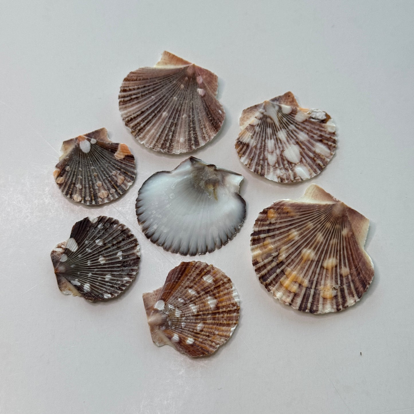 Pecten Pyxidata Flat Scallop Shells, Pixie Cup Scallops, Flat Shells for Crafts, Scallop Shells