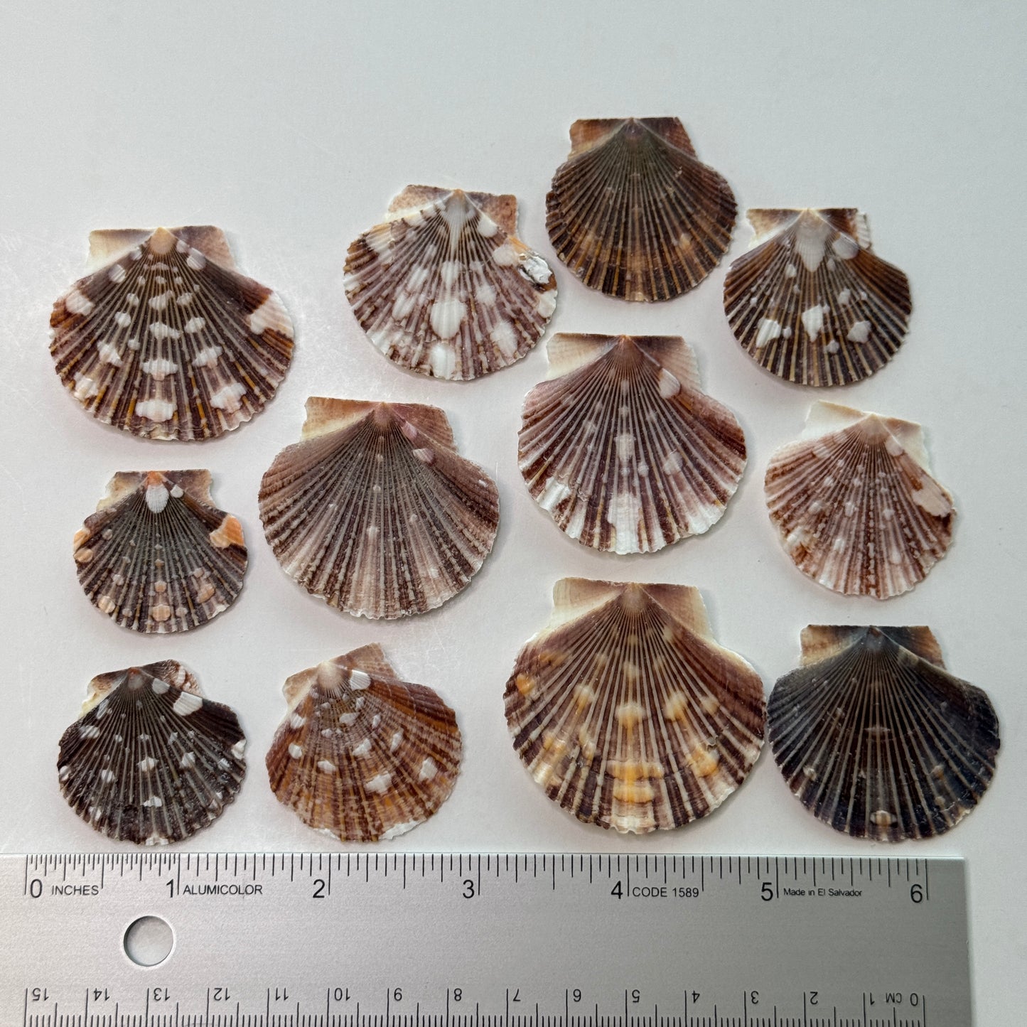 Pecten Pyxidata Flat Scallop Shells, Pixie Cup Scallops, Flat Shells for Crafts, Scallop Shells