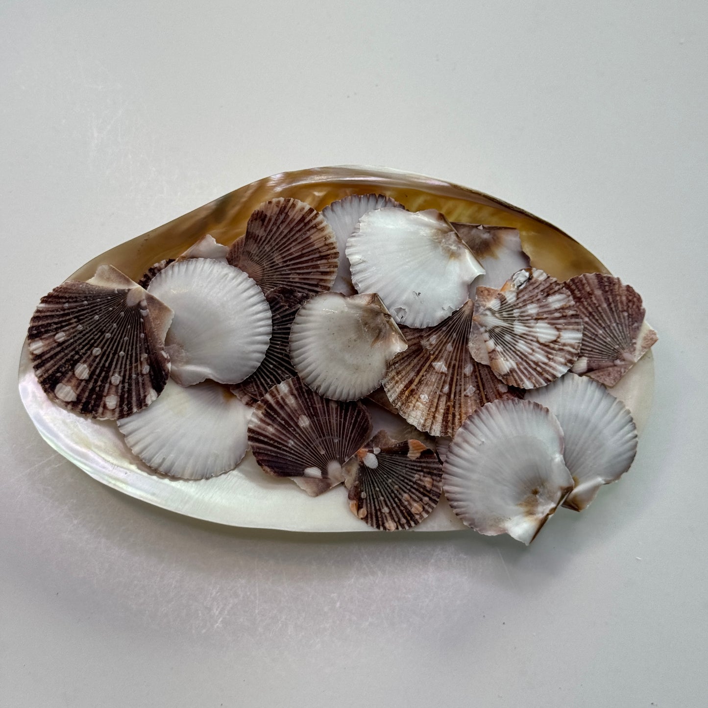 Pecten Pyxidata Flat Scallop Shells, Pixie Cup Scallops, Flat Shells for Crafts, Scallop Shells