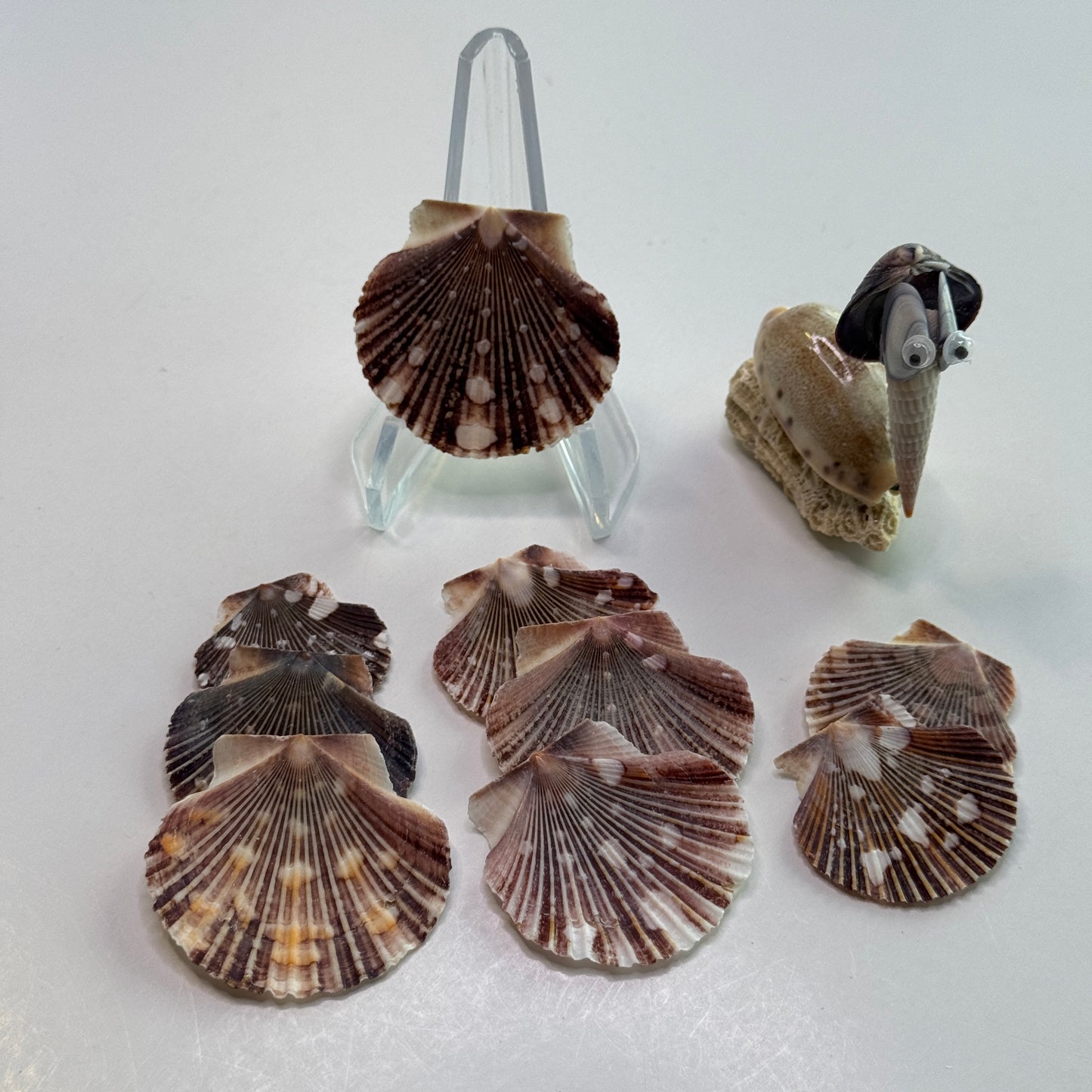 Pecten Pyxidata Flat Scallop Shells, Pixie Cup Scallops, Flat Shells for Crafts, Scallop Shells