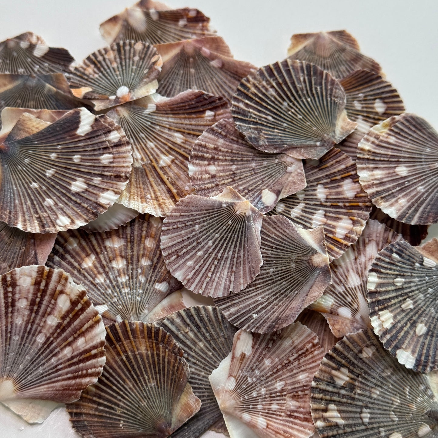 Pecten Pyxidata Flat Scallop Shells, Pixie Cup Scallops, Flat Shells for Crafts, Scallop Shells