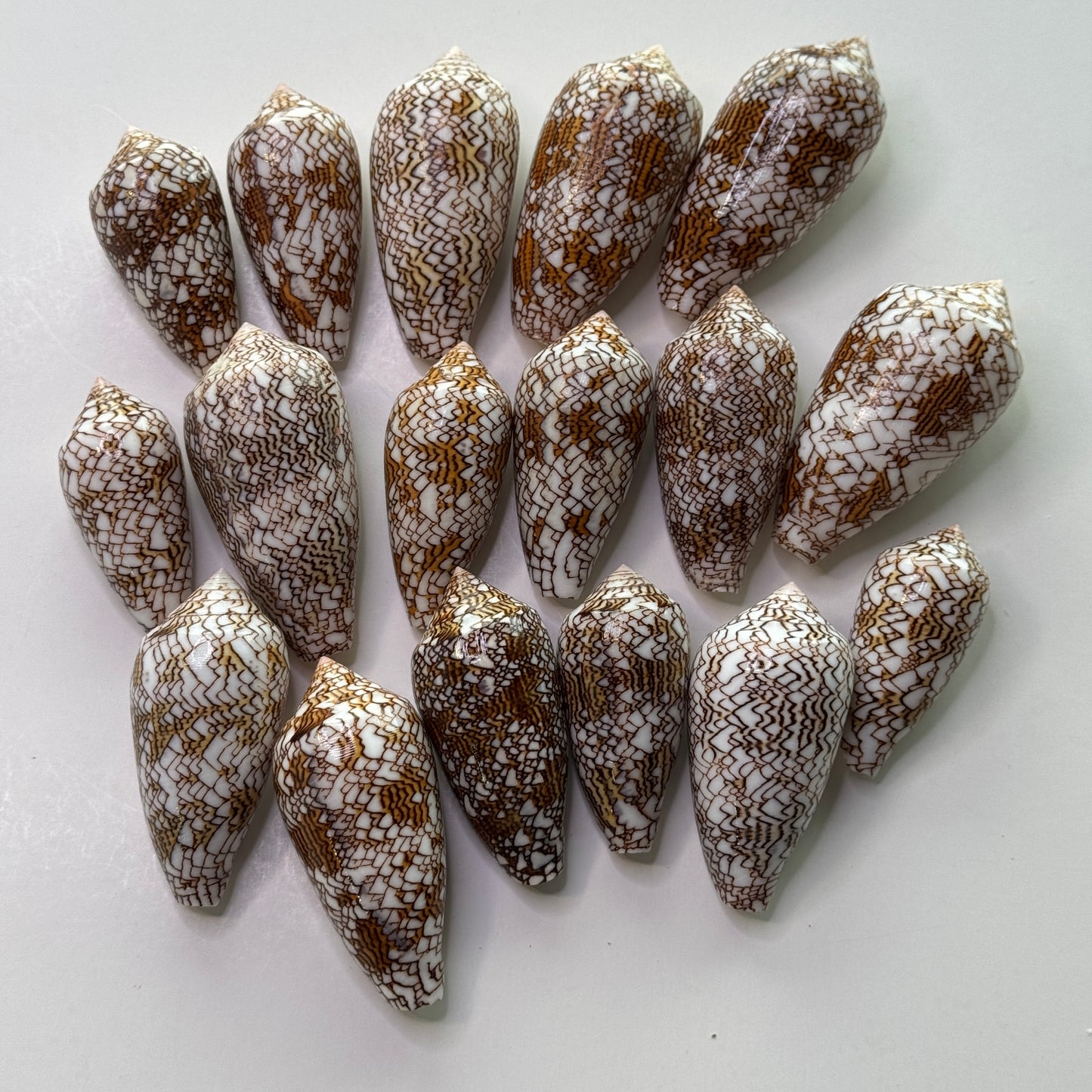 2-3" Textile Cones, Med/Large Conus Textile, Shells for Display and Collectors, Seashell Cones