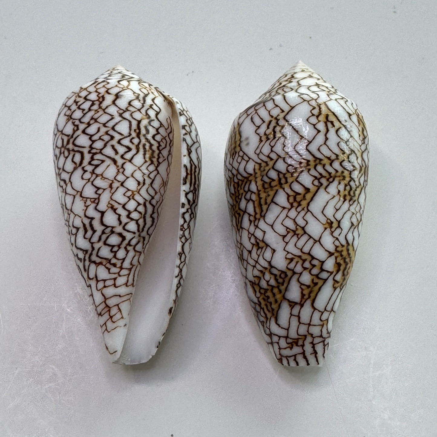 2-3" Textile Cones, Med/Large Conus Textile, Shells for Display and Collectors, Seashell Cones