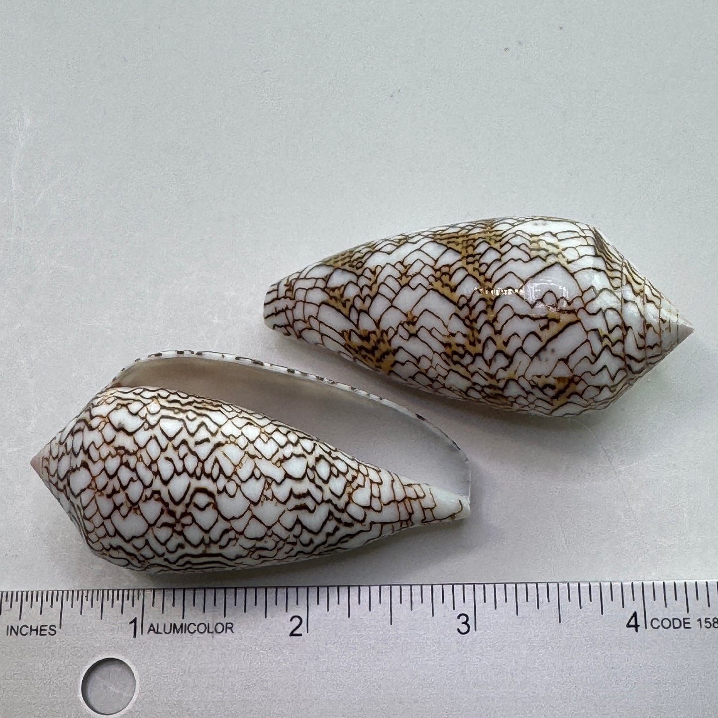 2-3" Textile Cones, Med/Large Conus Textile, Shells for Display and Collectors, Seashell Cones