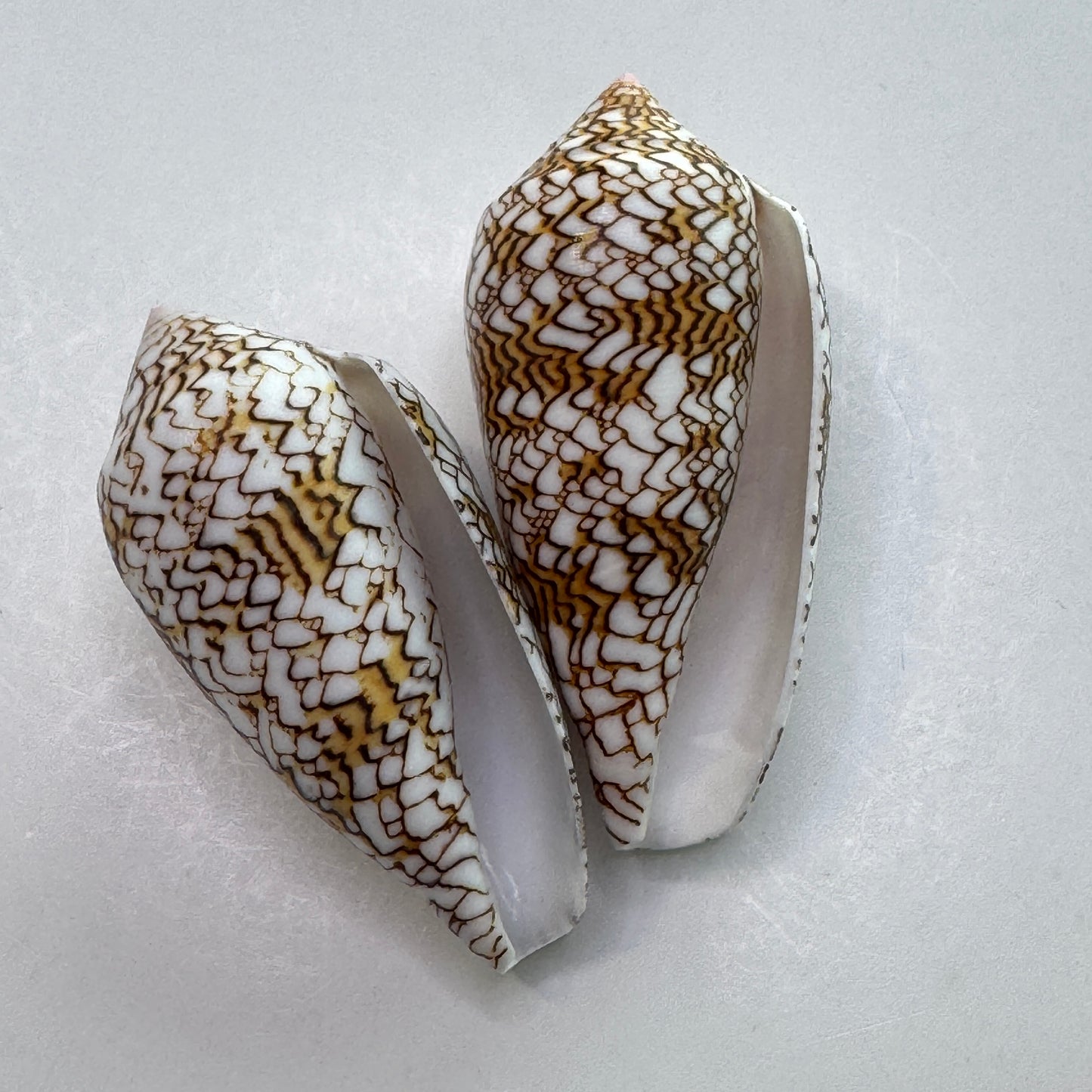 2-3" Textile Cones, Med/Large Conus Textile, Shells for Display and Collectors, Seashell Cones