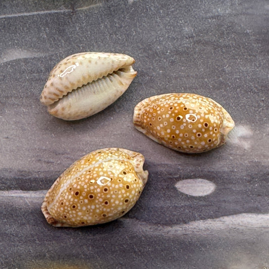 Ocellate Cowrie, Naria Ocellata, beautiful & shiny small cowries for crafts and jewelry making, cowrie shells