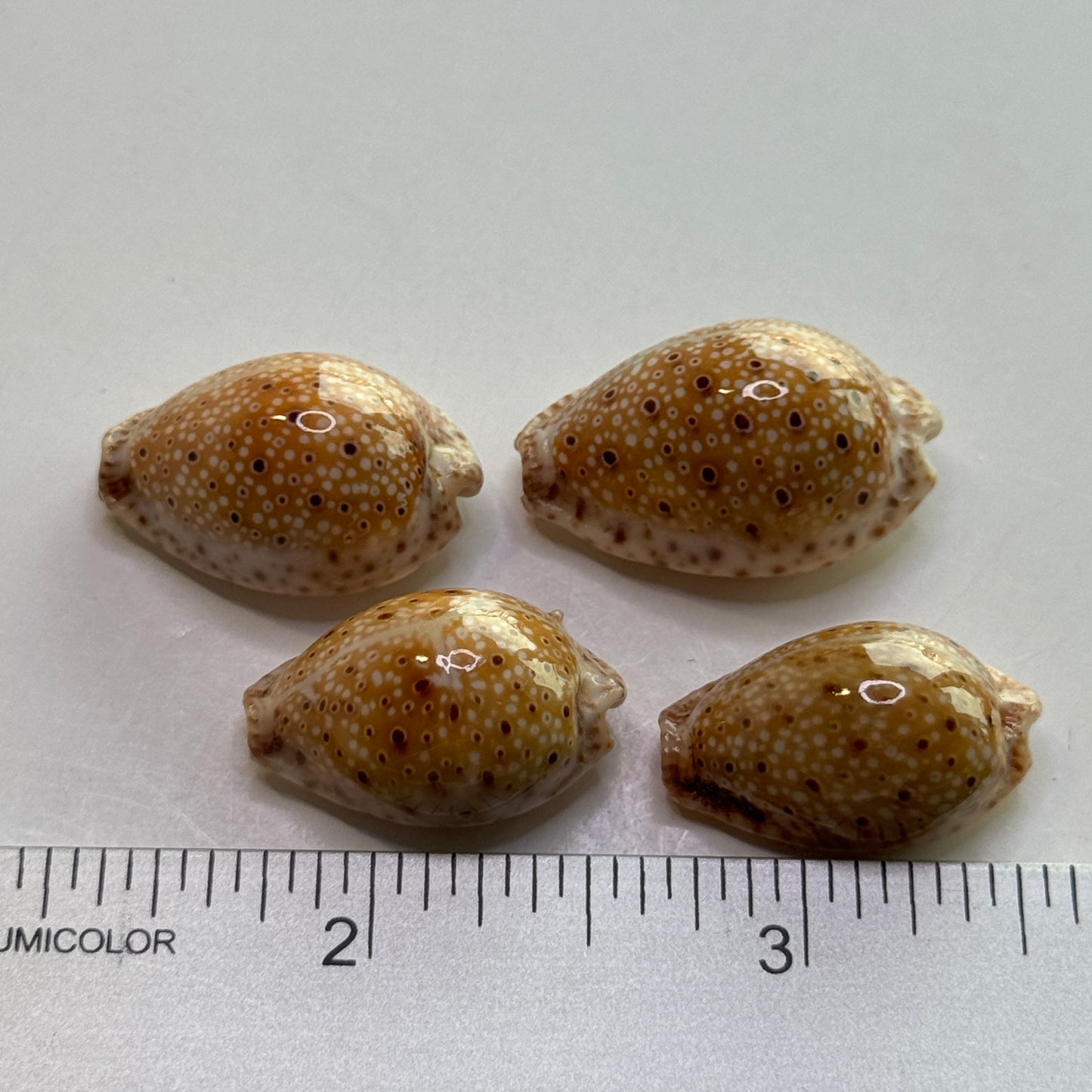 Ocellate Cowrie, Naria Ocellata, beautiful & shiny small cowries for crafts and jewelry making, cowrie shells