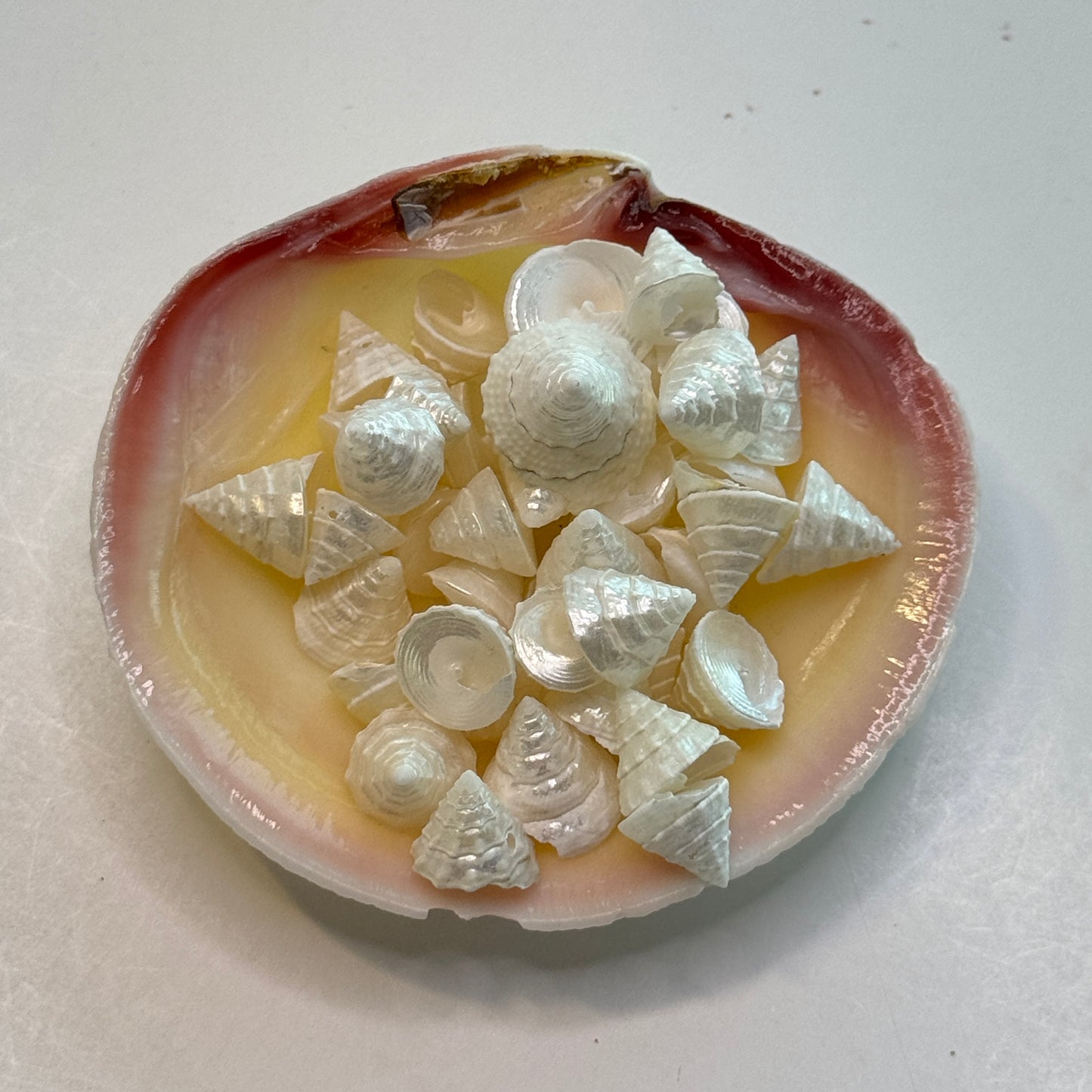 Among Pong, pearled top trochus shells, tiny/small shells used for crafting projects, jewelry making shells