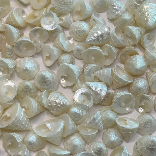 Among Pong, pearled top trochus shells, tiny/small shells used for crafting projects, jewelry making shells