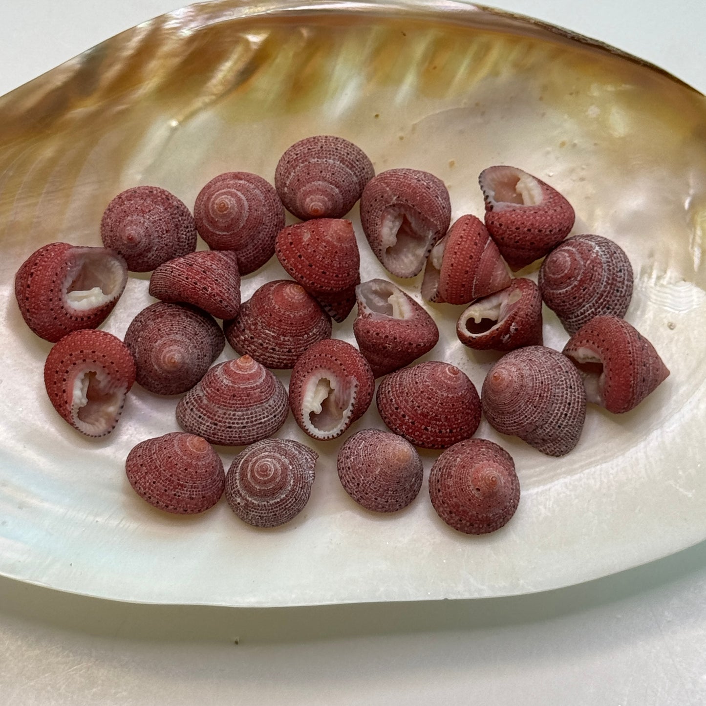 Strawberry Top Shells, small, pretty shells, Coral red strawberry shells, seashells