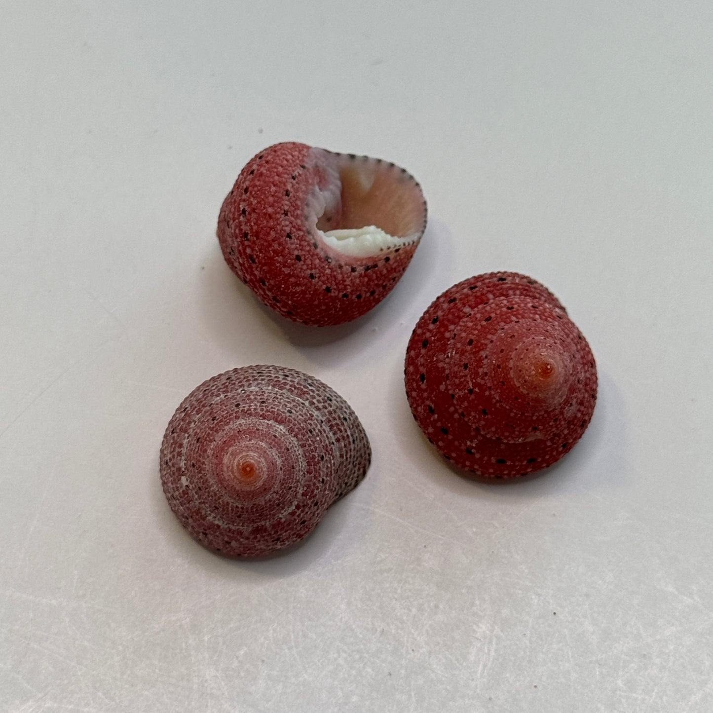 Strawberry Top Shells, small, pretty shells, Coral red strawberry shells, seashells