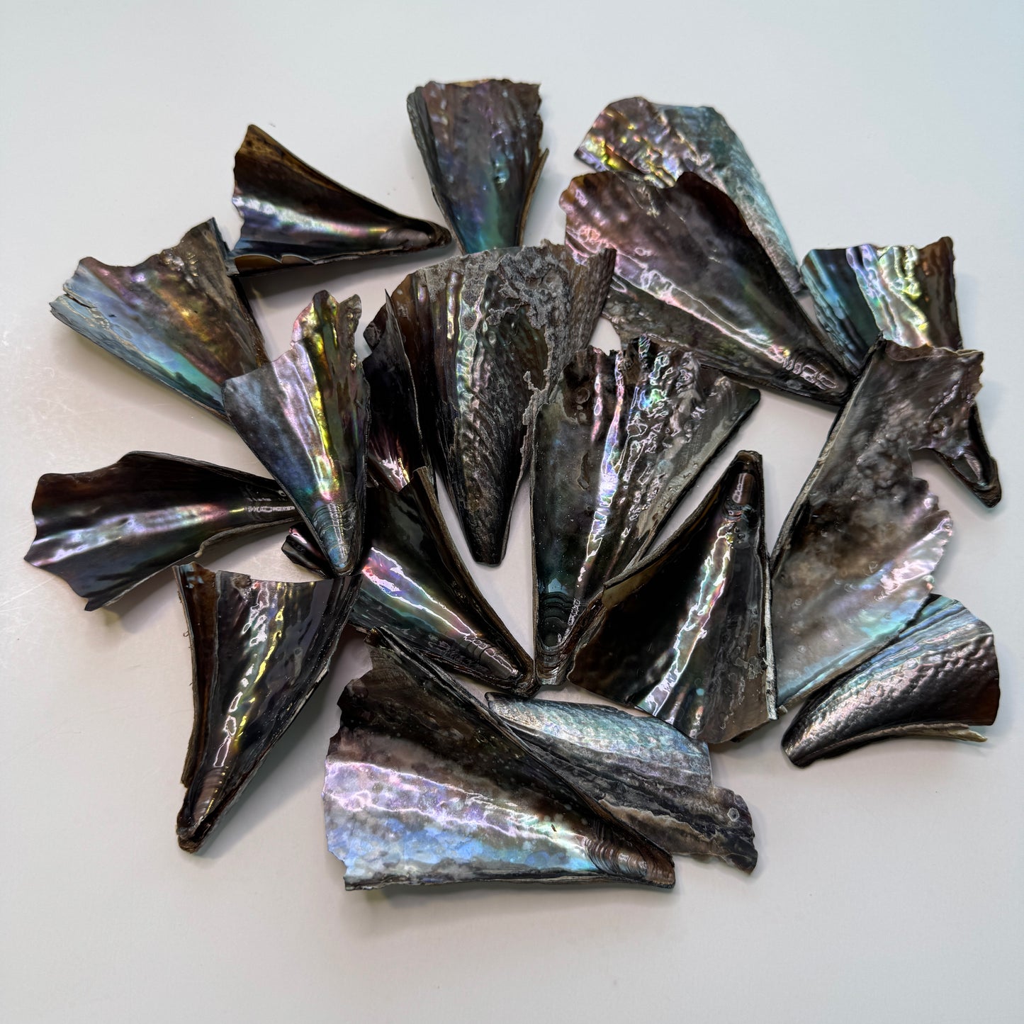 Pen Shells, (Atrina rigida), fan shaped shells, a native Florida shell used in art & crafts, black iridescent shells