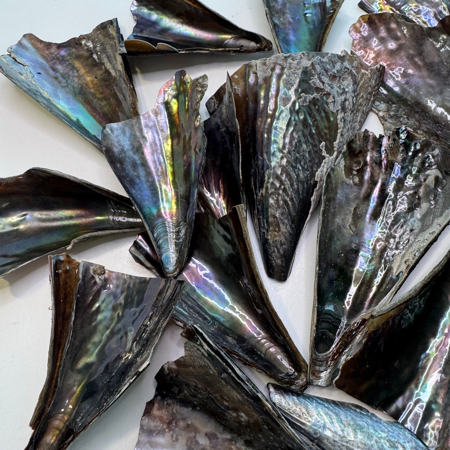 Pen Shells, (Atrina rigida), fan shaped shells, a native Florida shell used in art & crafts, black iridescent shells