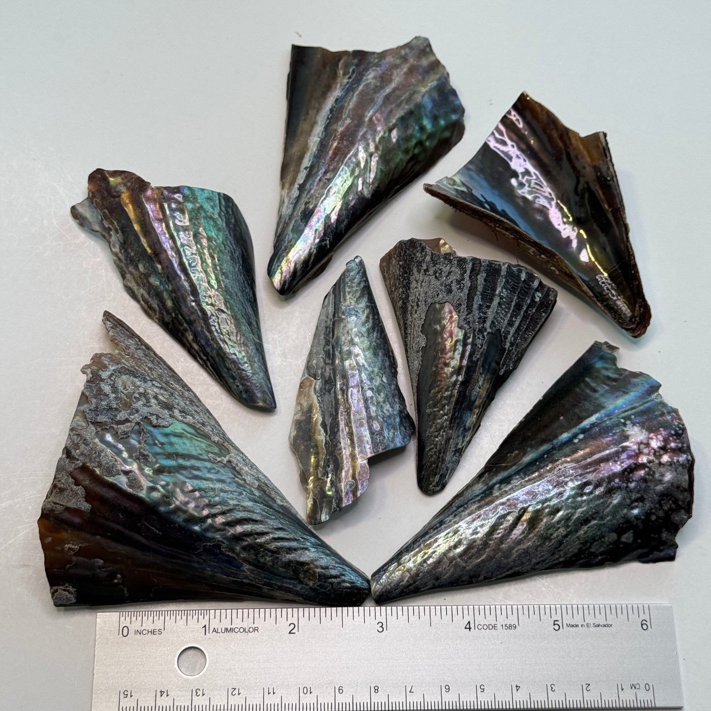 Pen Shells, (Atrina rigida), fan shaped shells, a native Florida shell used in art & crafts, black iridescent shells